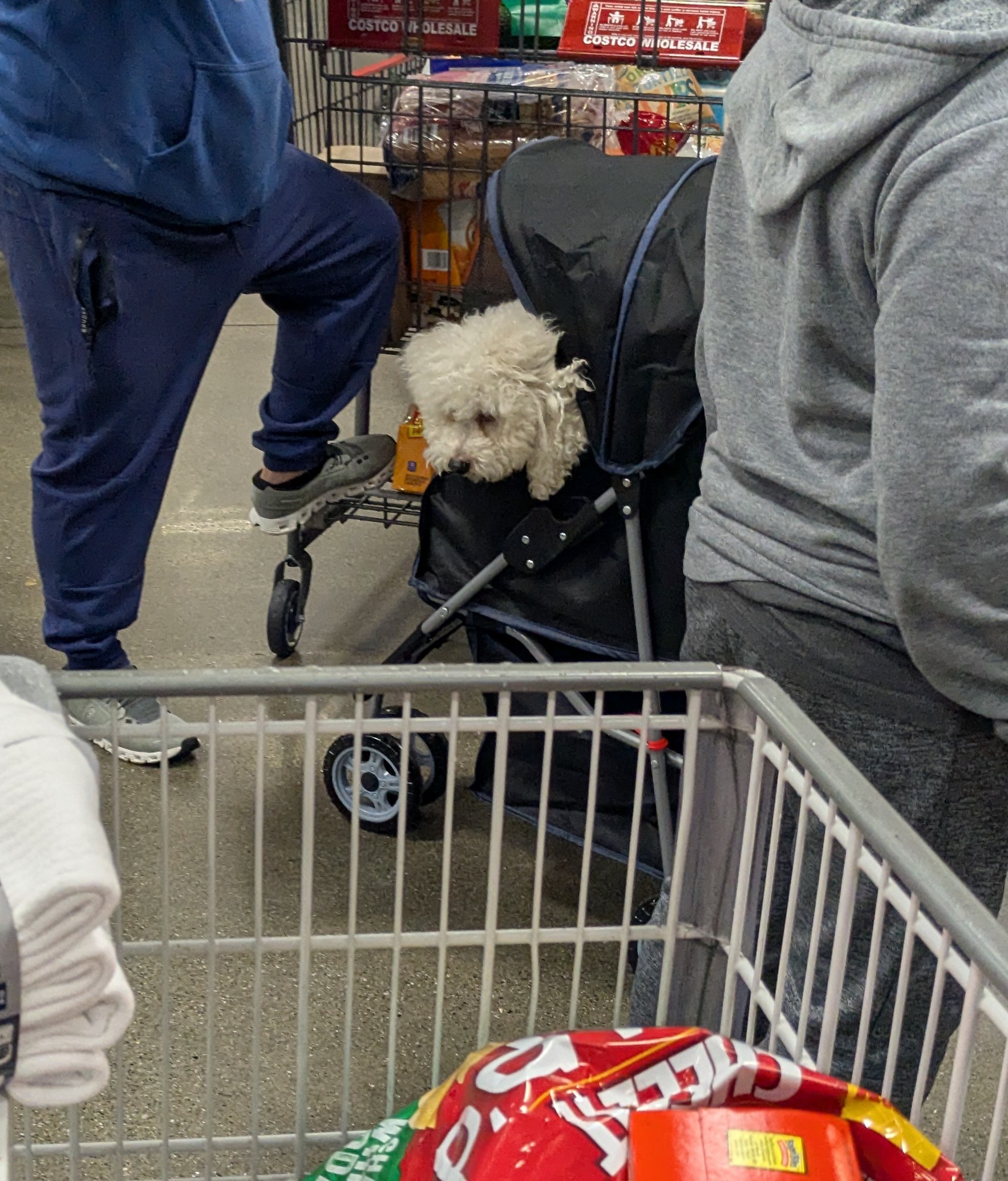 A dog making its grand entrance at Costco.