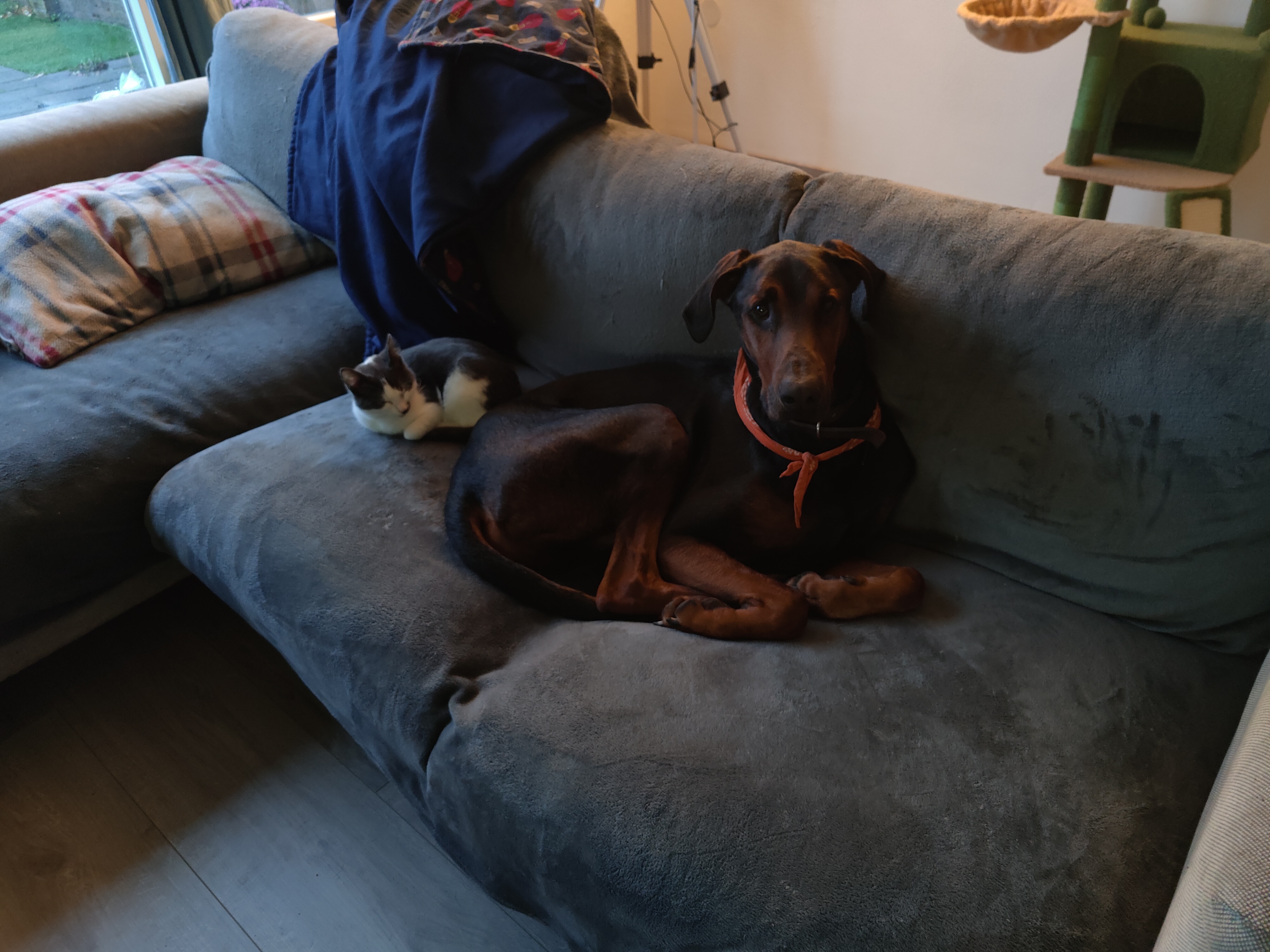 Meet Mio and Babu: Say Hello to These Adorable Companions!