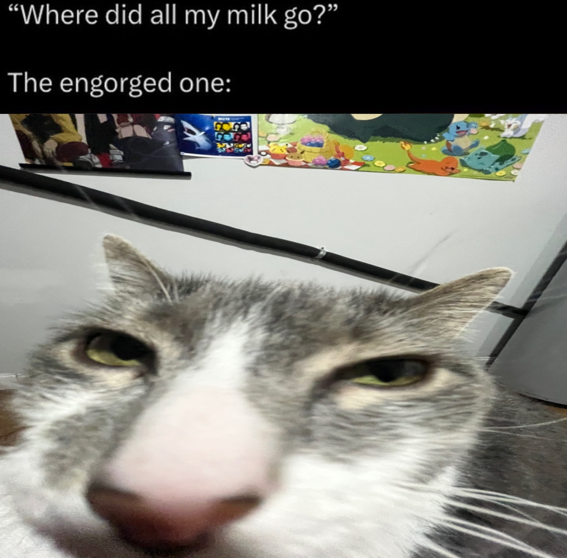 A charming little feline friend.