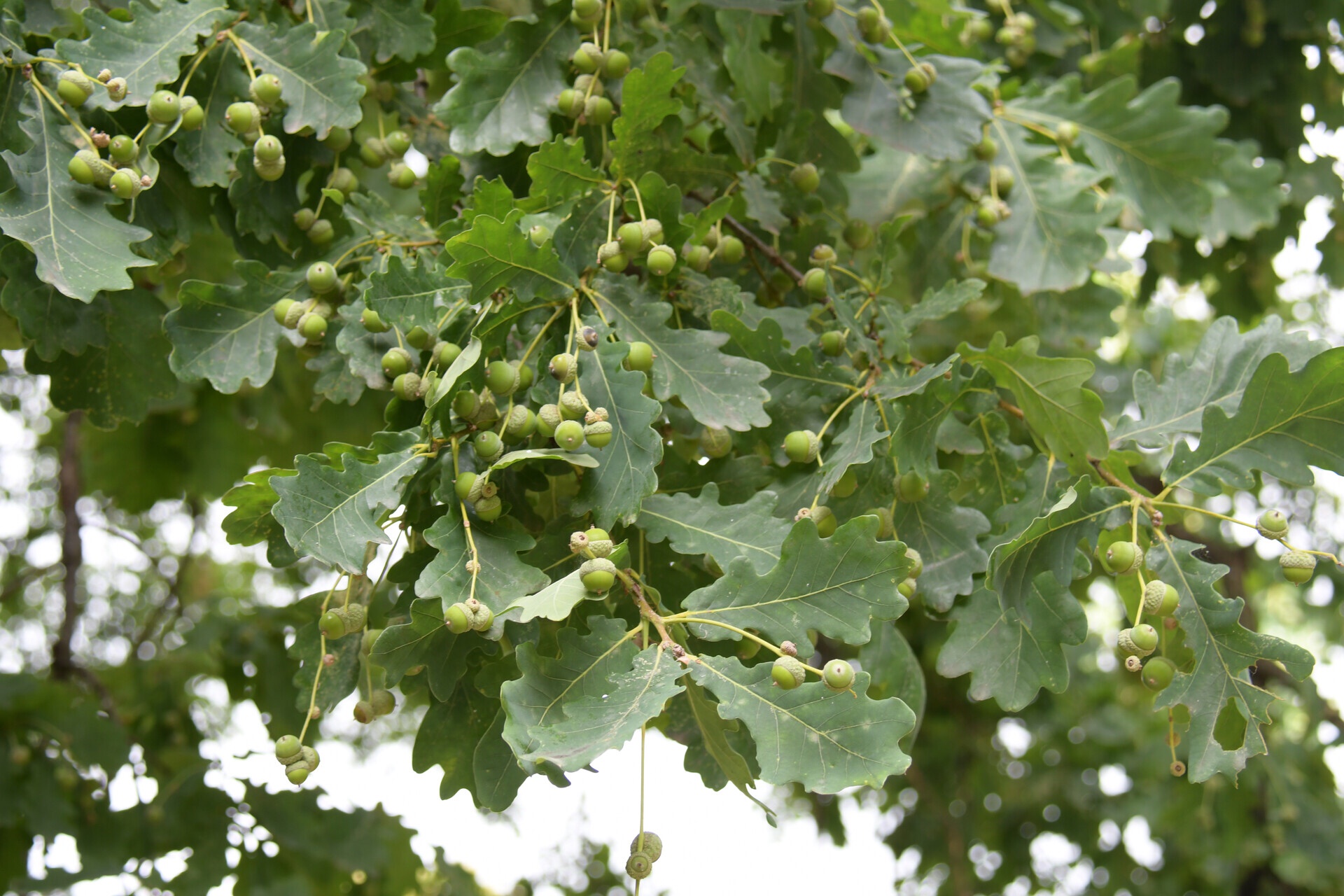 Discovering Acorns at the Enchanting Lancut Castle in Poland