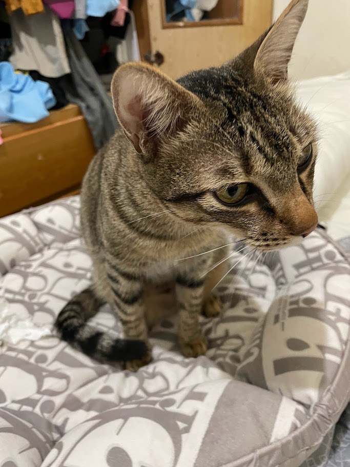 The Purrfect Companion: A Cat's Charm