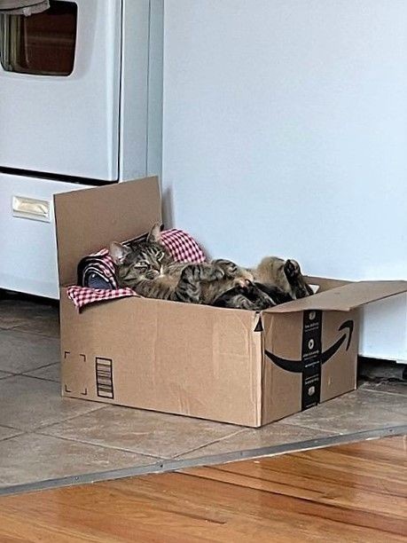 The Mystery of the Box