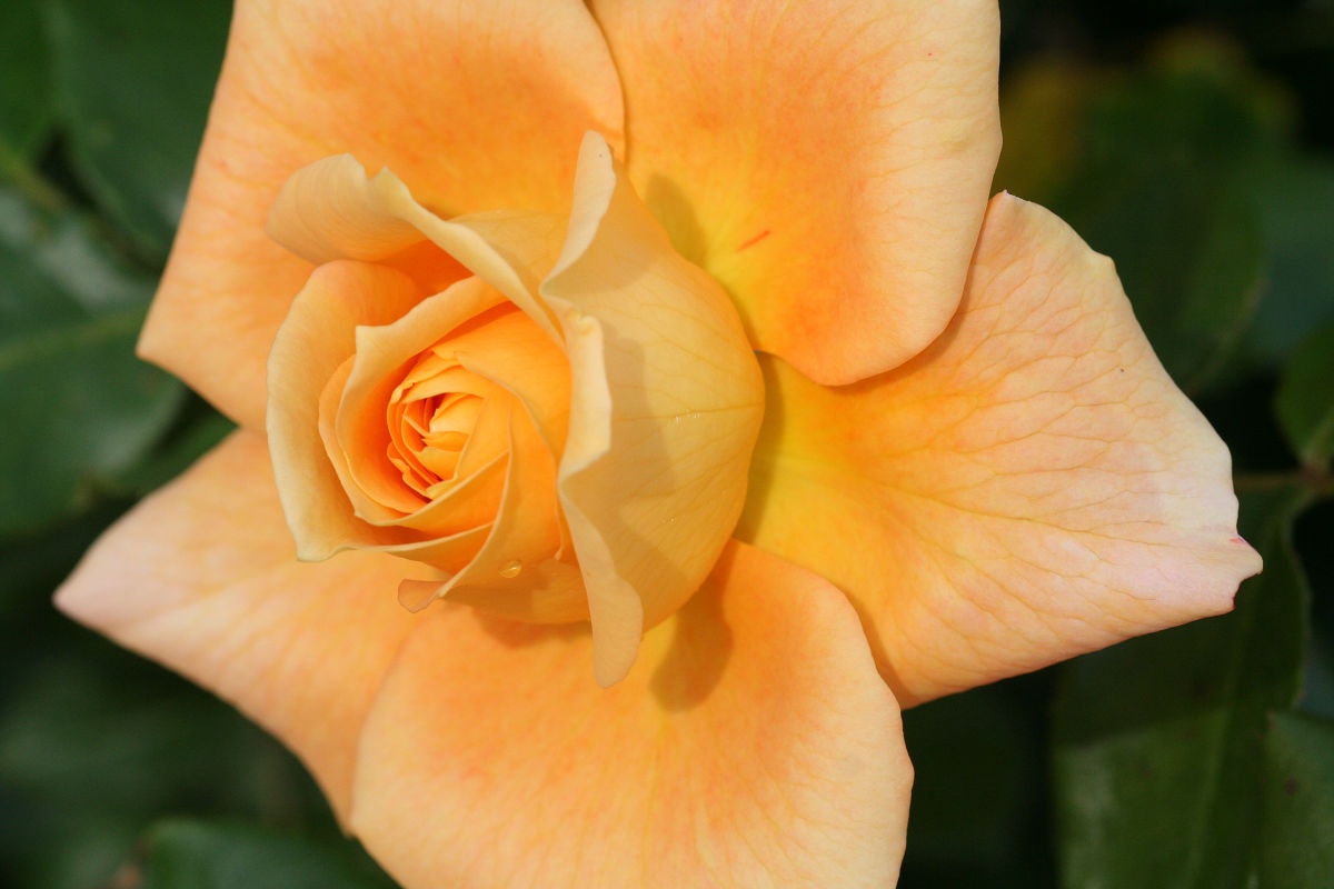 Exploring the beauty of Keisei Rose Garden in May 2013