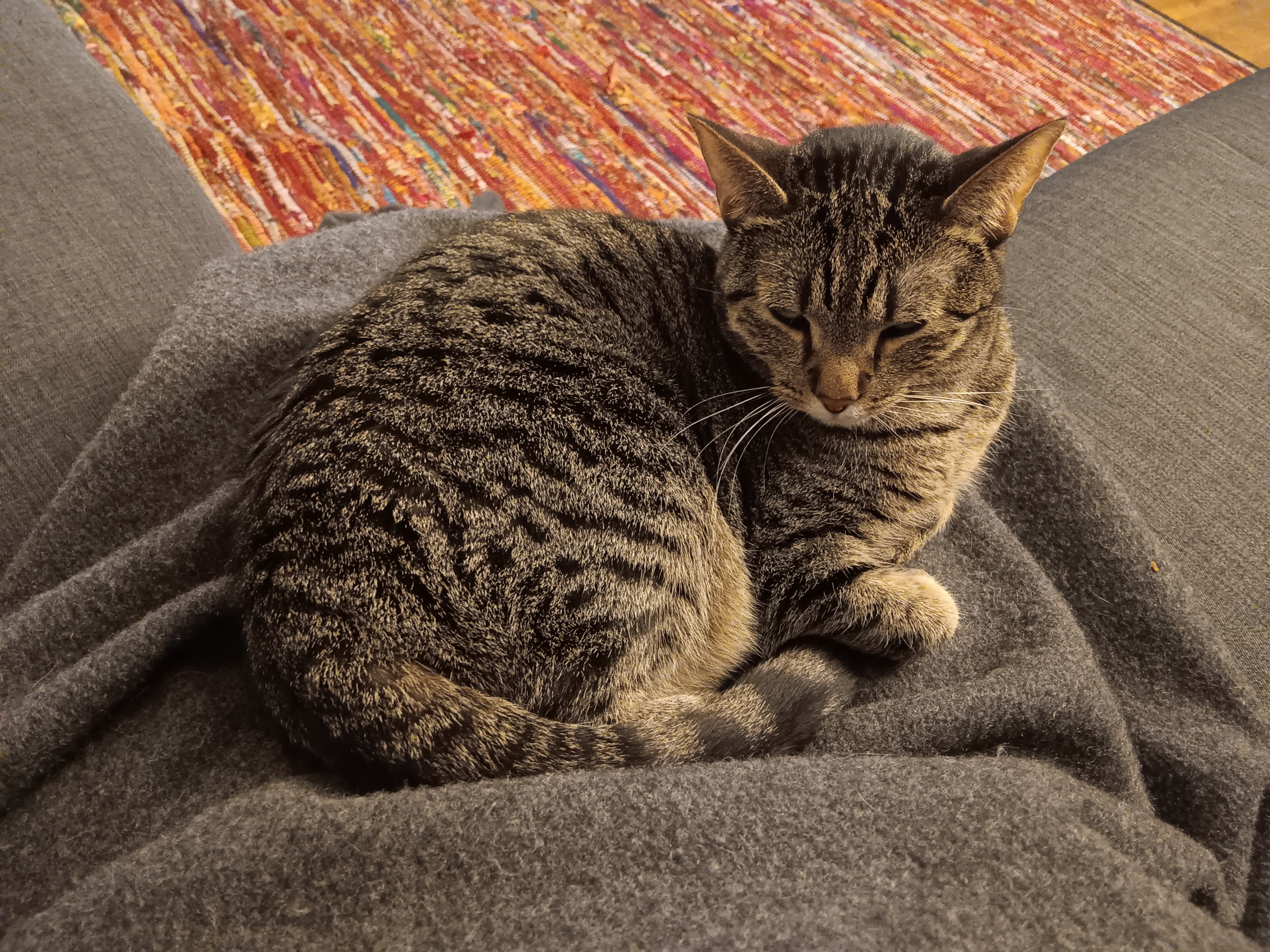 The Ultimate Lap Cat Experience