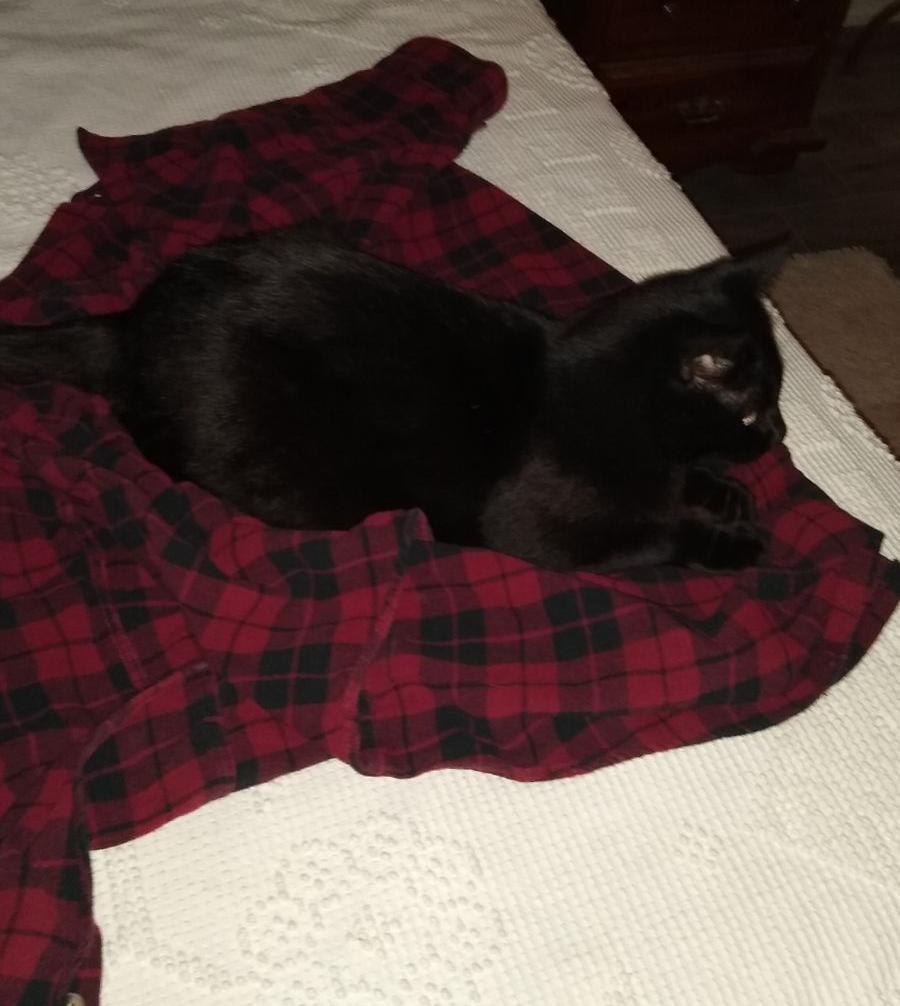 Vincent's Flannel Fashion: A Personal Preference