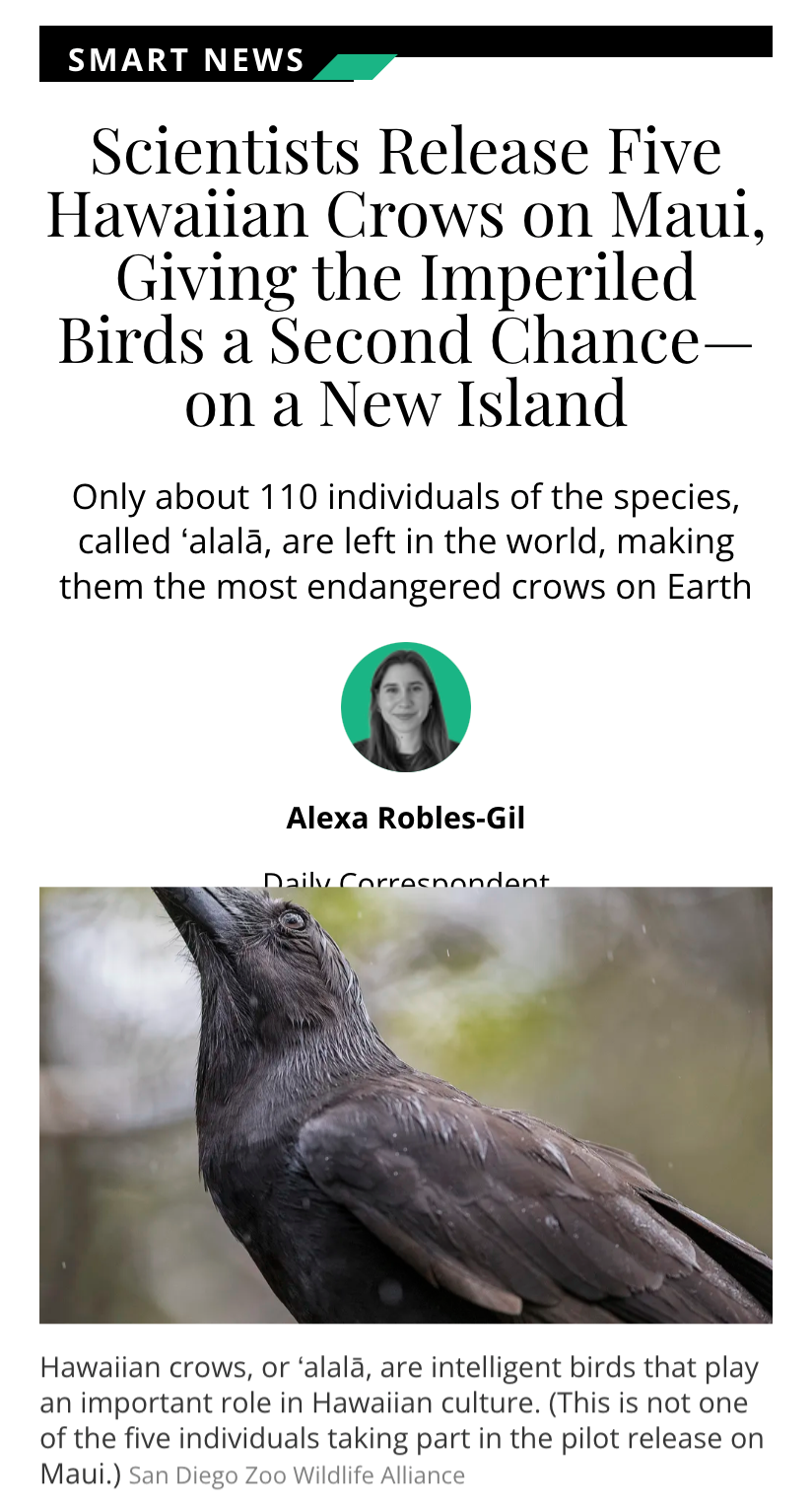 Hawaiian Crows: The Fascinating Birds You Need to Know About!