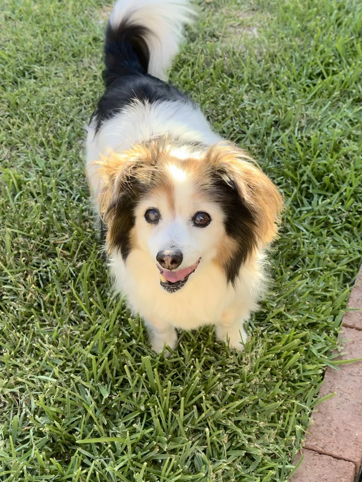 Daily dose of cuteness: A photo of my dog Panko every day!