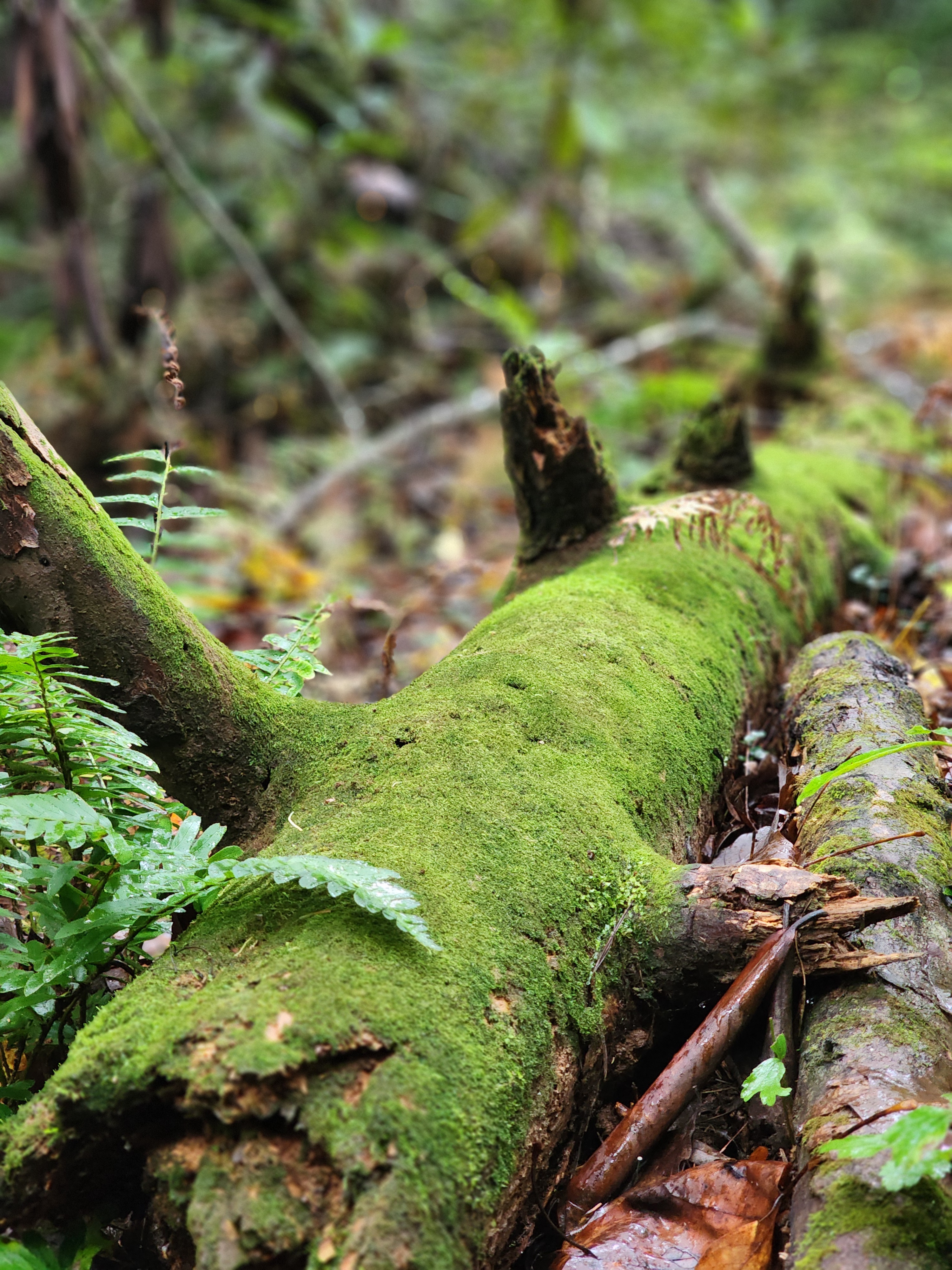 The Beauty of the Forest Floor
