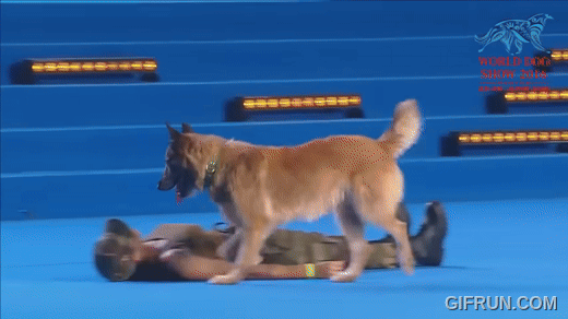 Your dog might be clever, but can they save a life with CPR?