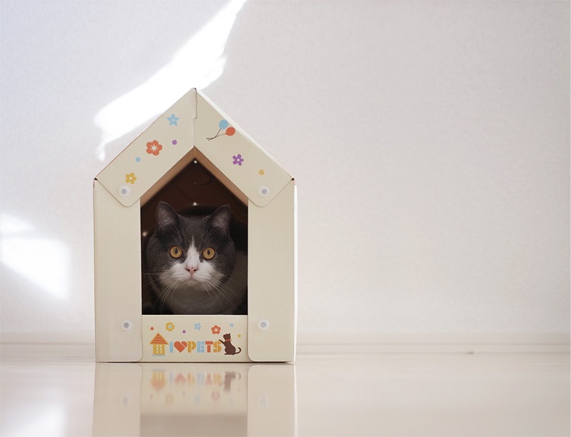 Meet today's featured feline!