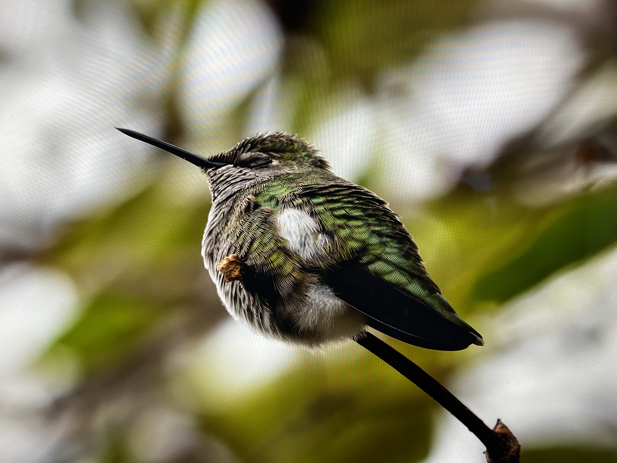 A Hummingbird Battling the Cold