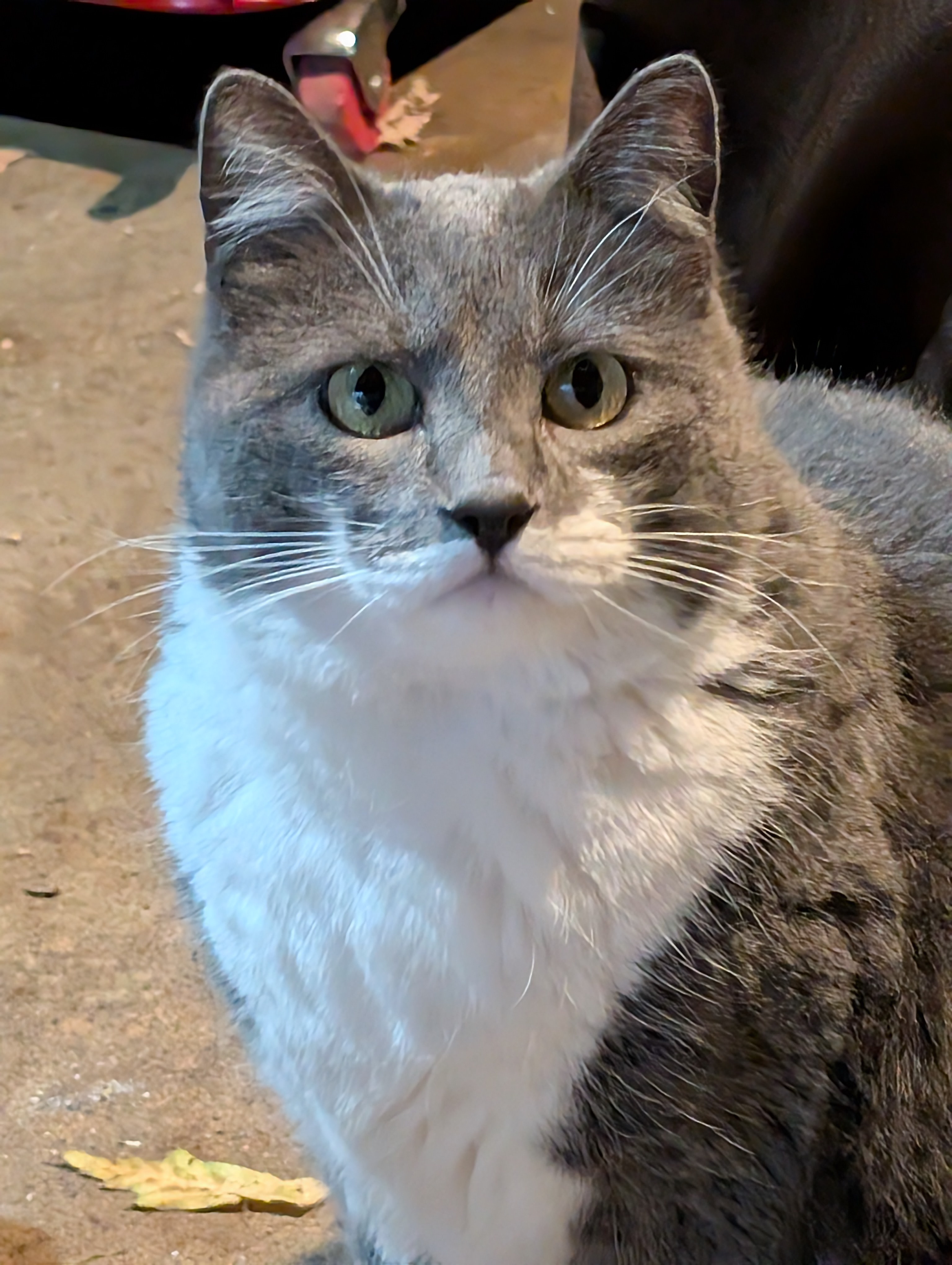 Adoring His Charming Little Mustache!
