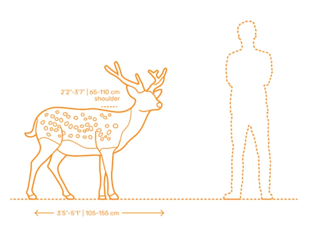 A Visual Guide to Size Differences