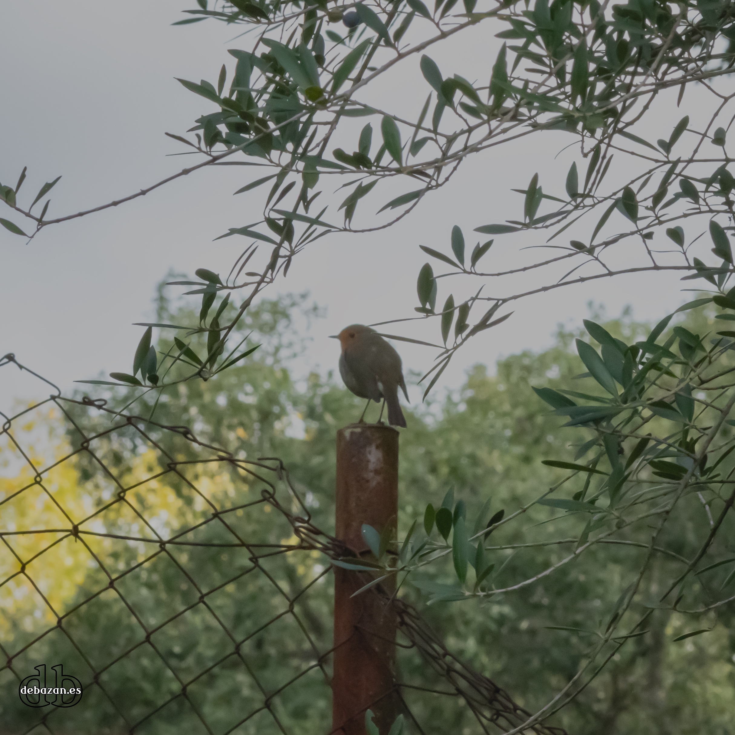 Exploring the Beauty of Fauna in San Roque, Spain