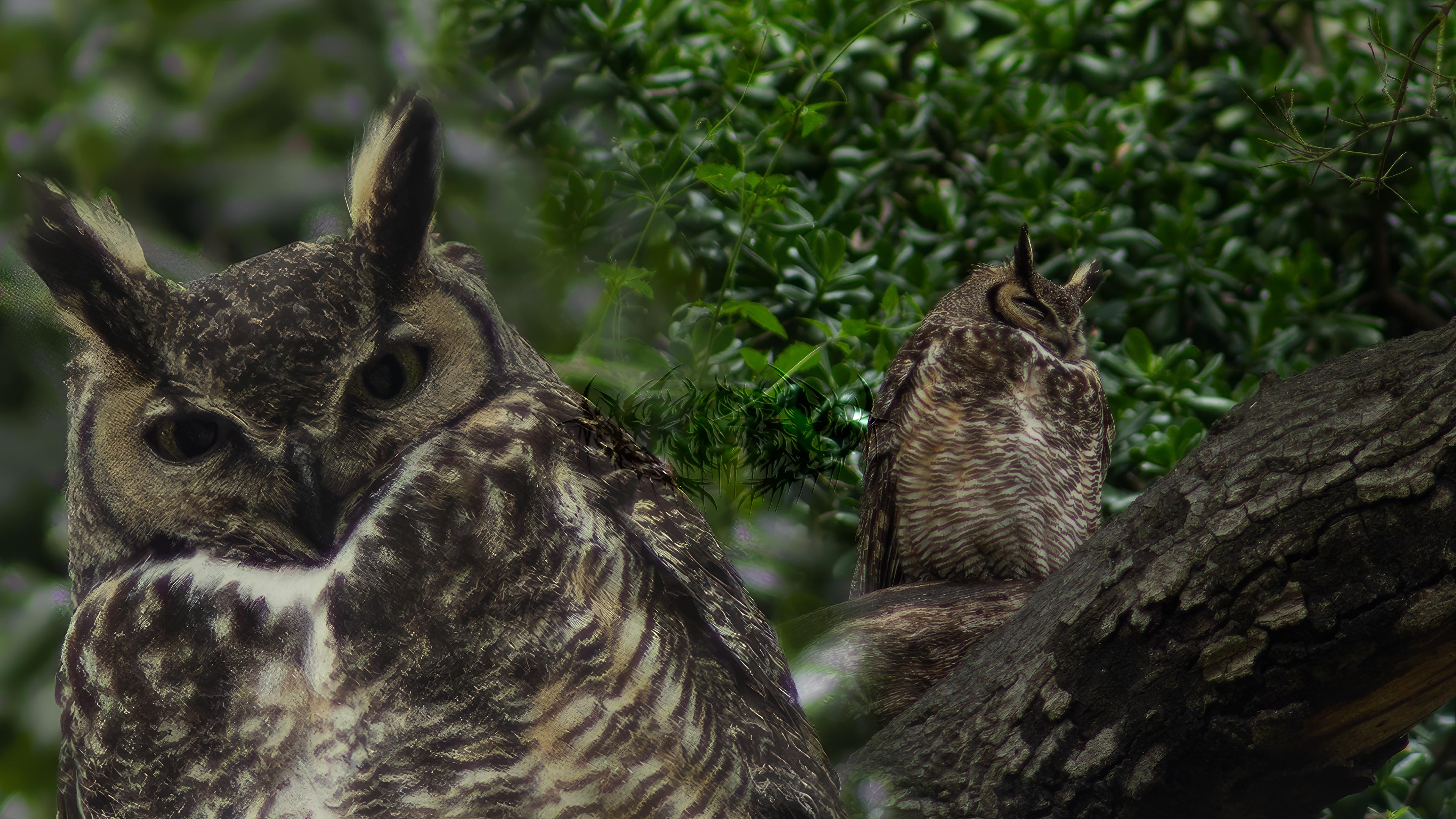 The Wise Kuth Owl