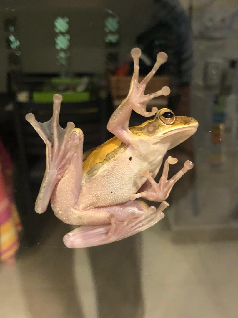 Behold the magic hovering frog, completely cloaca-free!