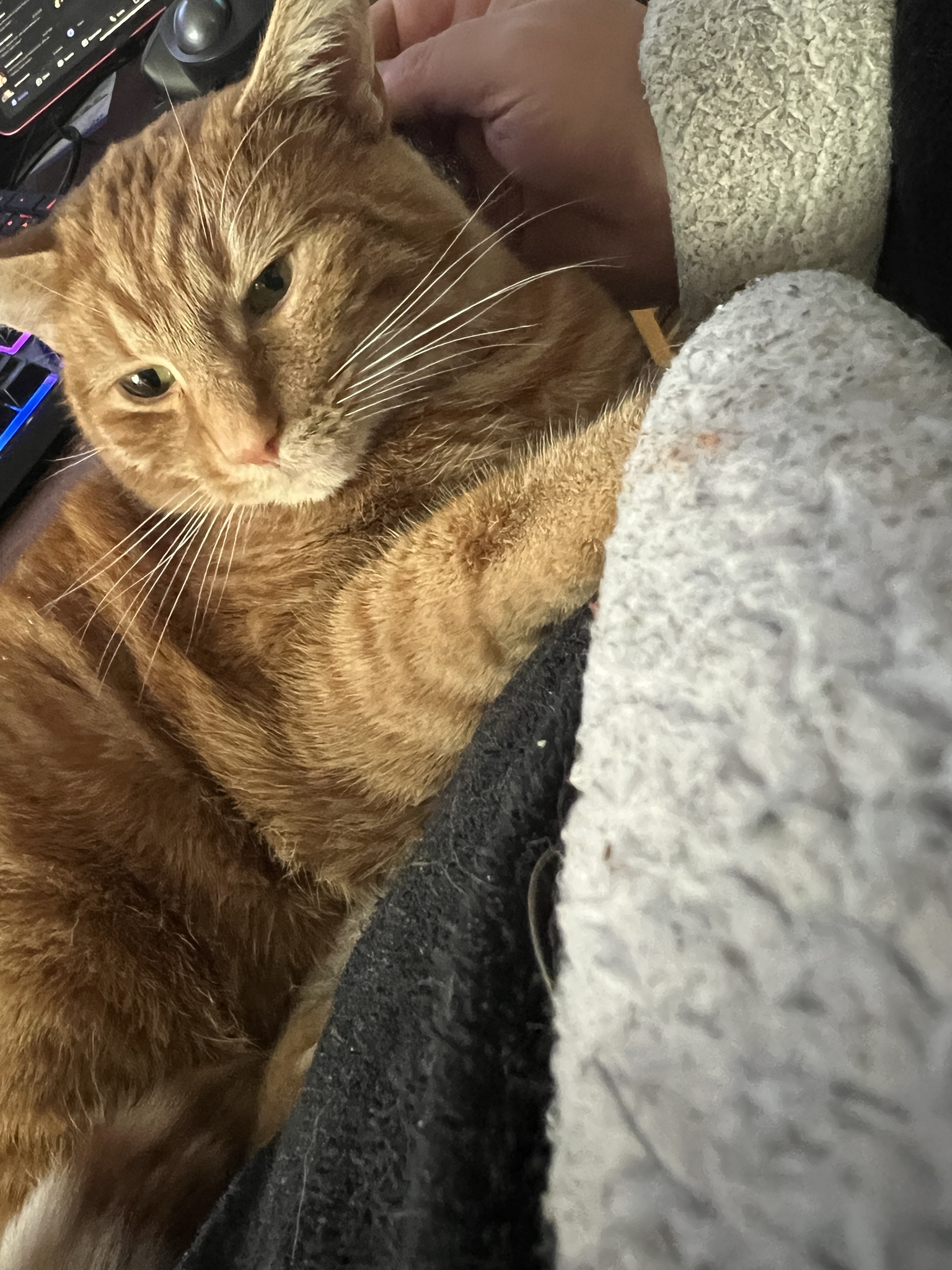 A daily dose of cat cuteness to brighten your day!