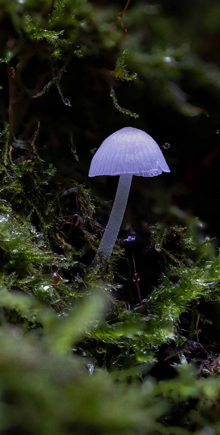 A Fascinating World of Mushrooms