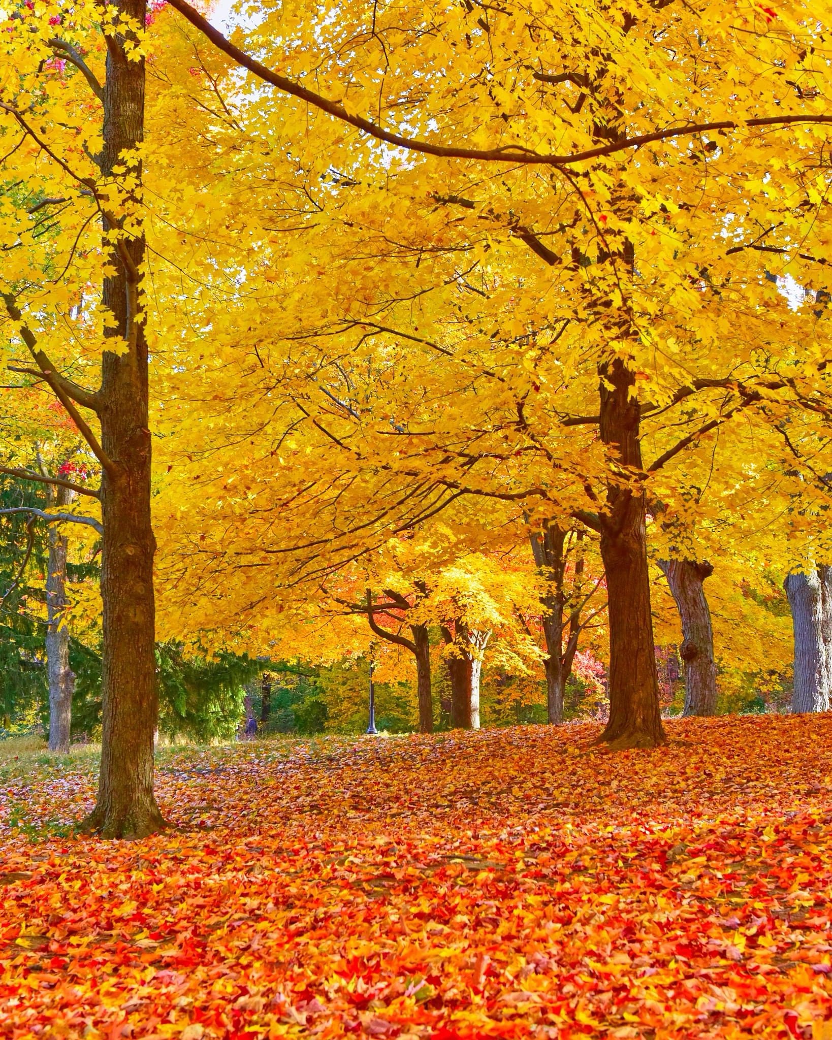 Embracing the beauty of autumn.