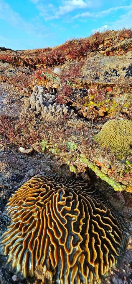 Exploring the Wonders of Coral Once More