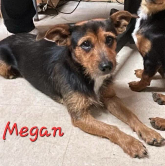 Meet Megan: The Star of the Show
