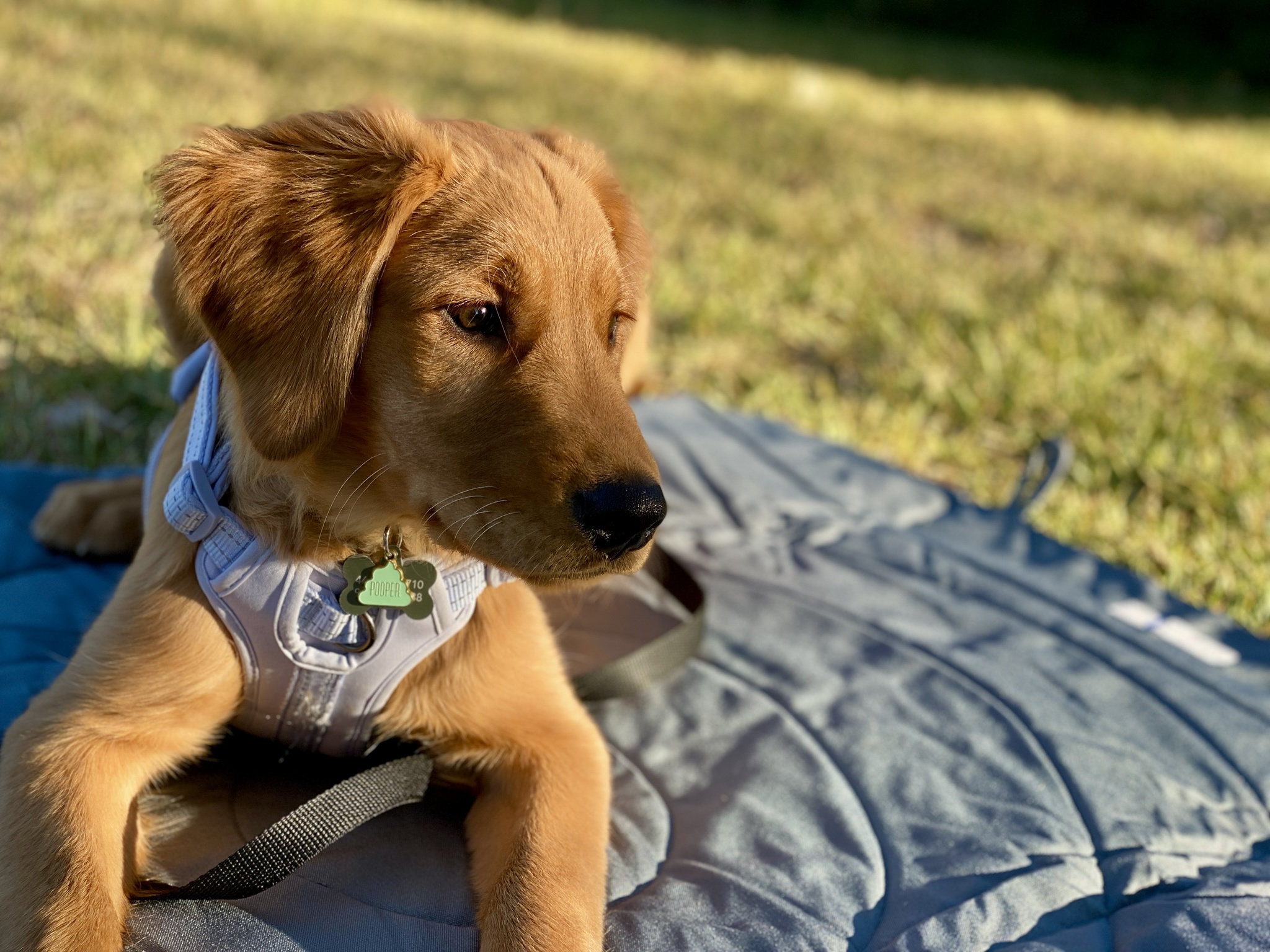 Meet Teddy, the newest furry addition to our family!