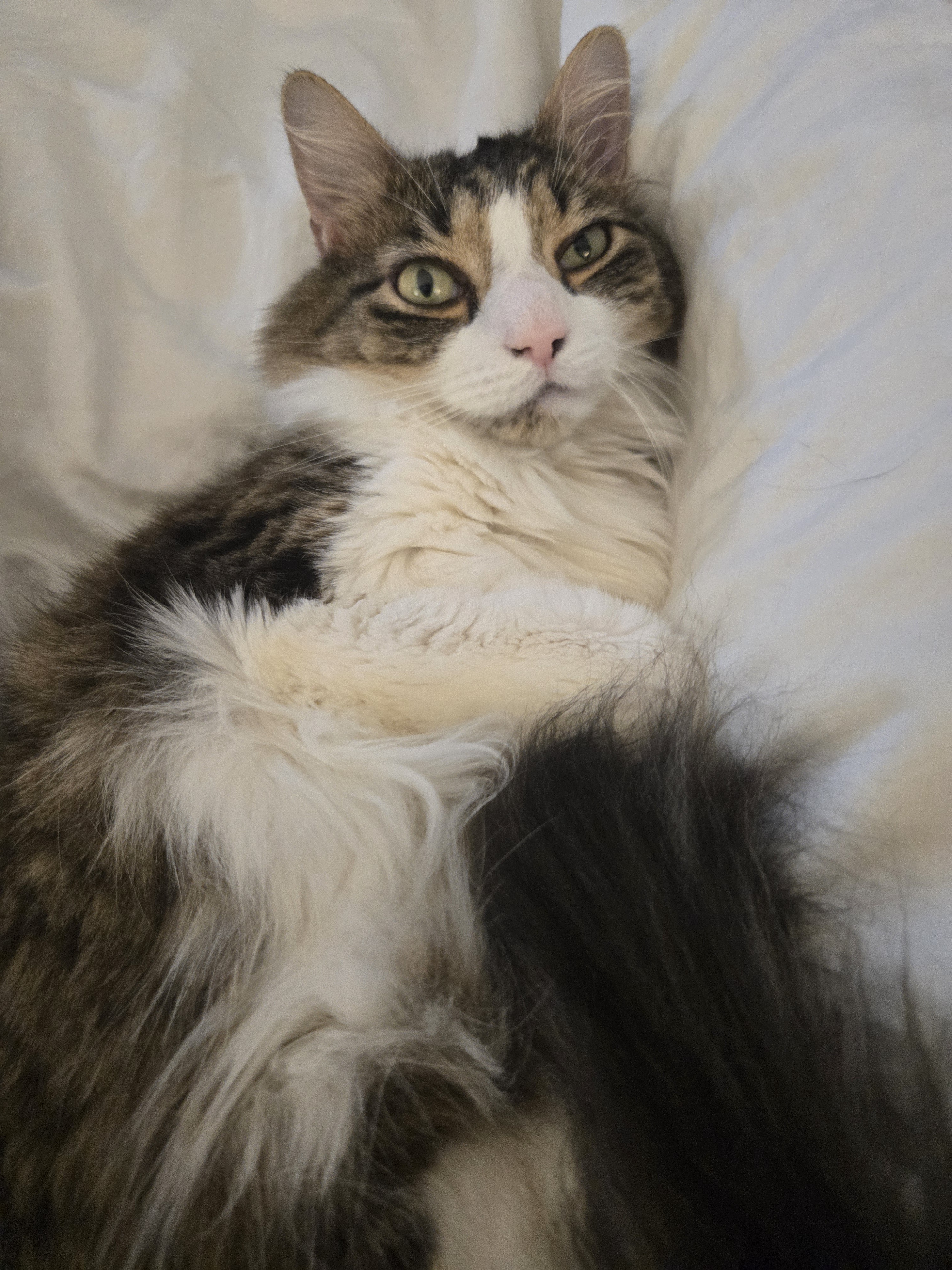 Fluffiness Overload: How Am I This Cute?