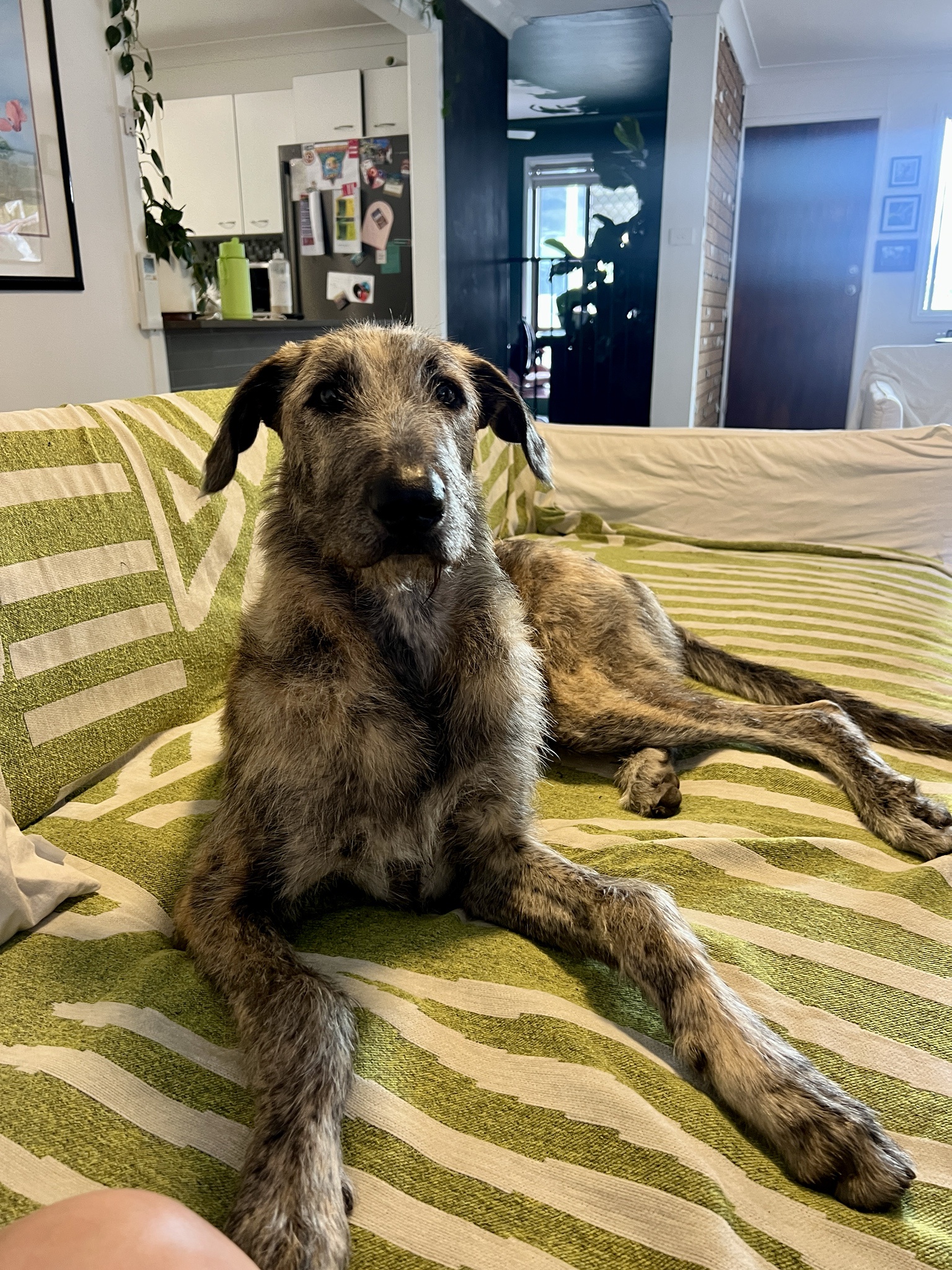 Meet Tinky Lou, the playful 7-month-old male Wolfy, and his friends Bjorn, the 1-year-old grey Wolfy, and Mimi, the wise 13-year-old Kelpie x Doberman