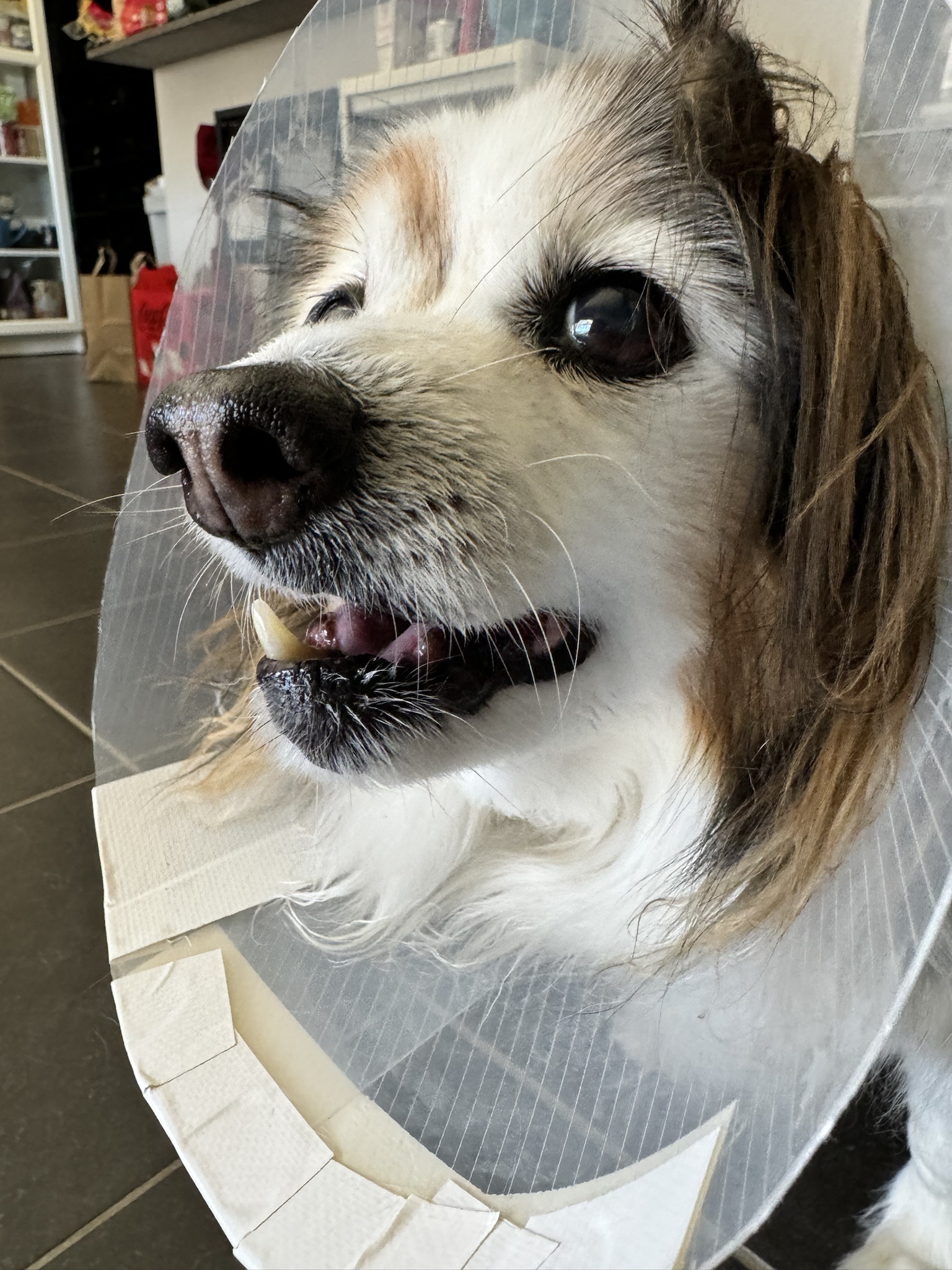 Daily Dose of My Dog Panko: A Photo Every Day