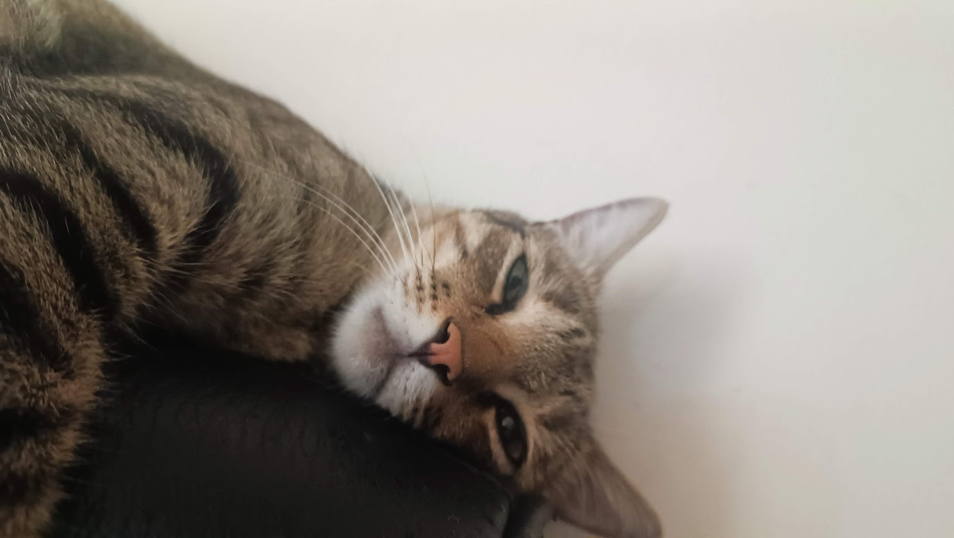 Yet another delightful cat sighting.
