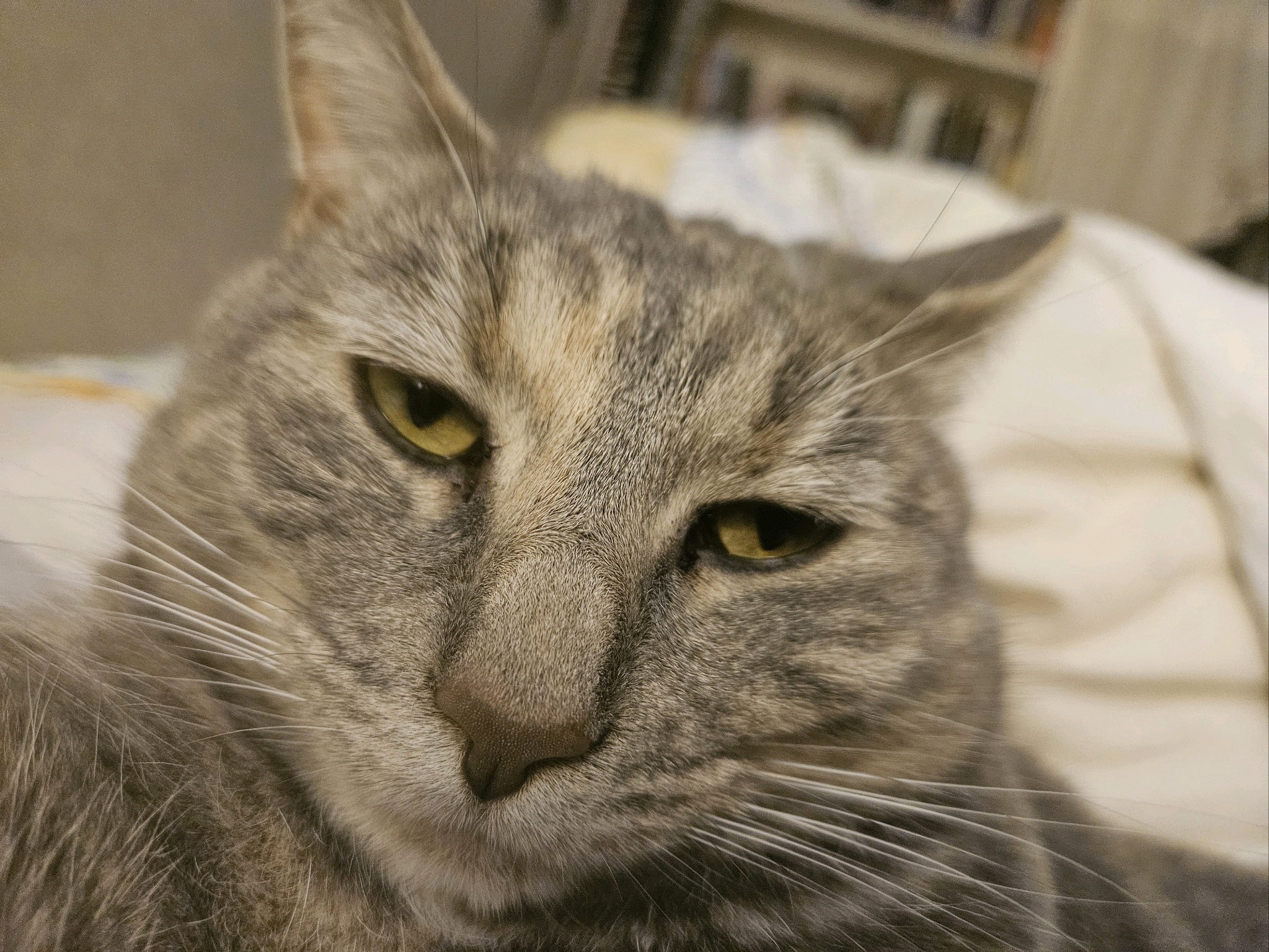 Daily Cat Pictures to Brighten Your Day