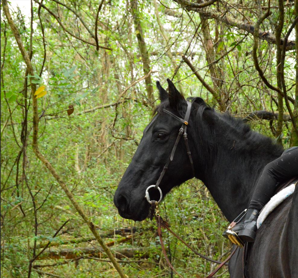 Meet the Ruffian: A True Character