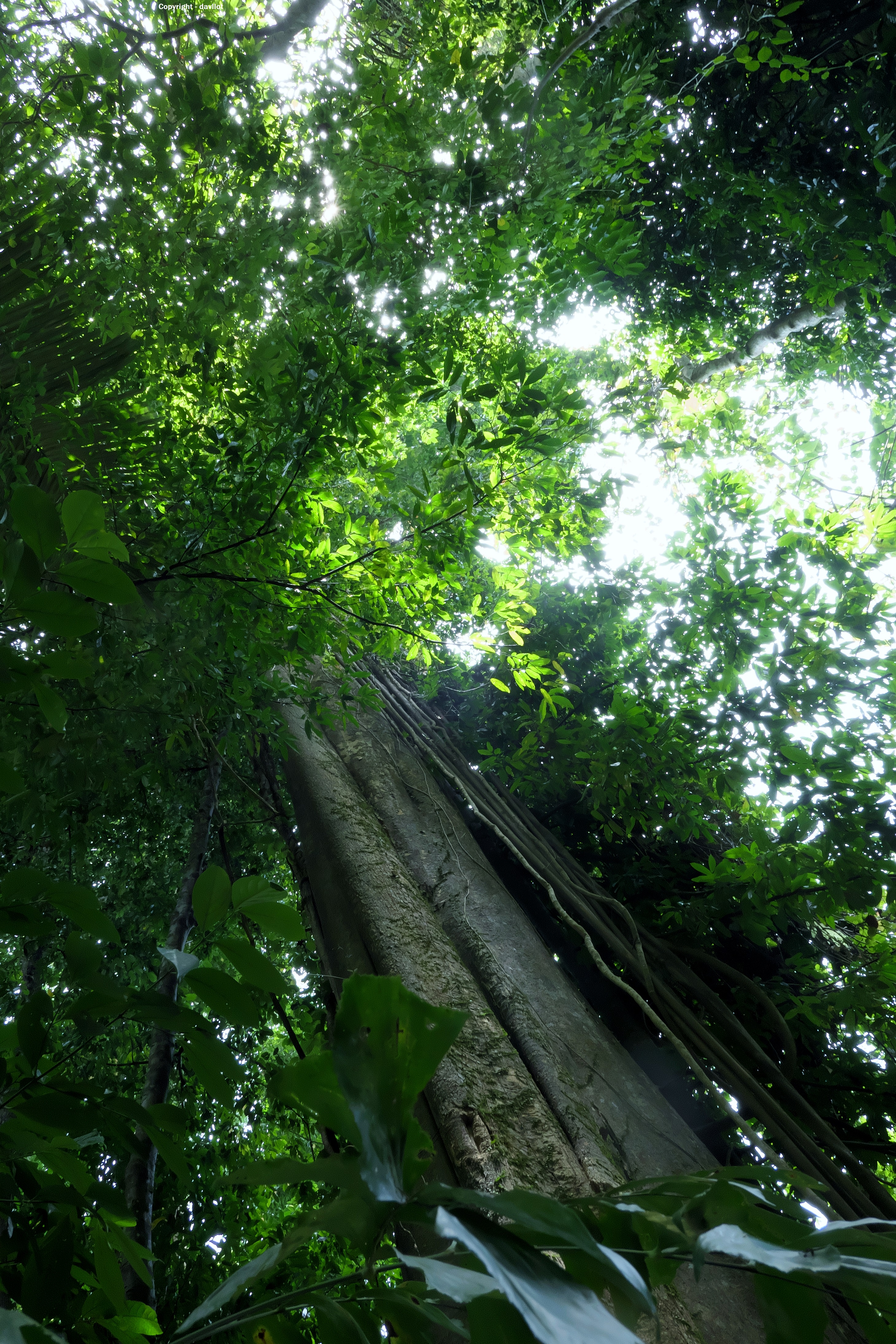 A majestic jungle tree standing tall.