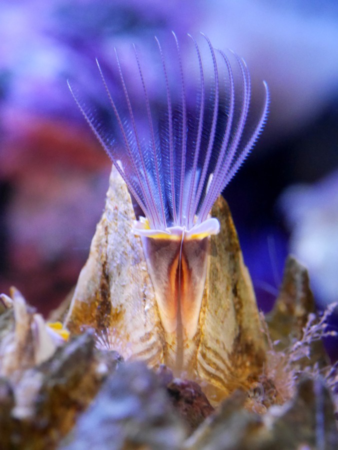 Guess I've been drafted into the Acorn Barnacle crew