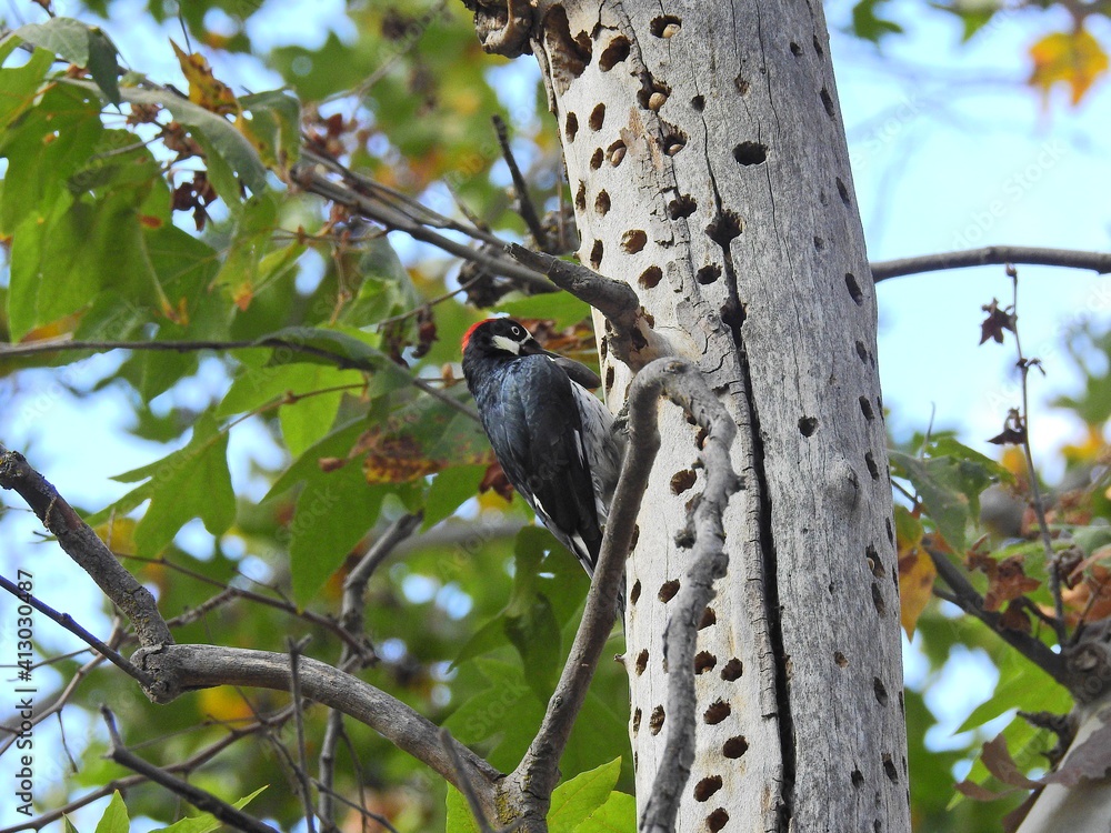 Incredible Woodpeckers and Their Impressive Acorn Hoards