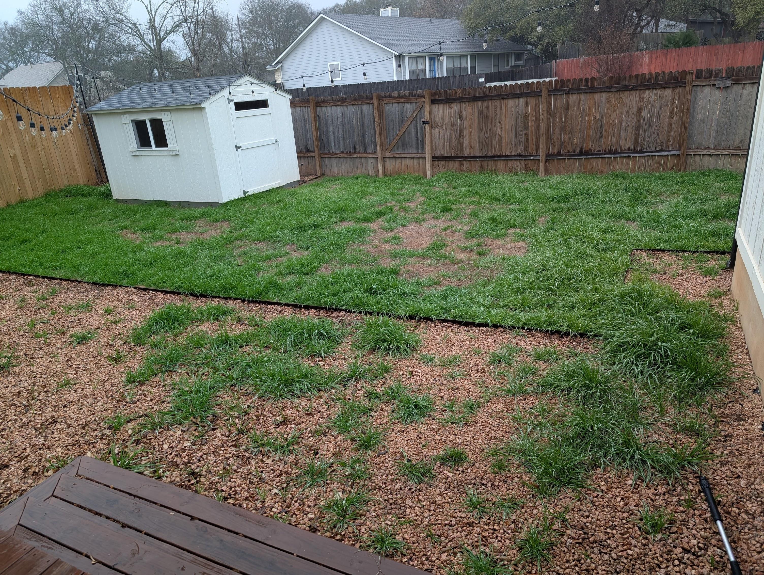 Crabgrass is invading my rye grass lawn!