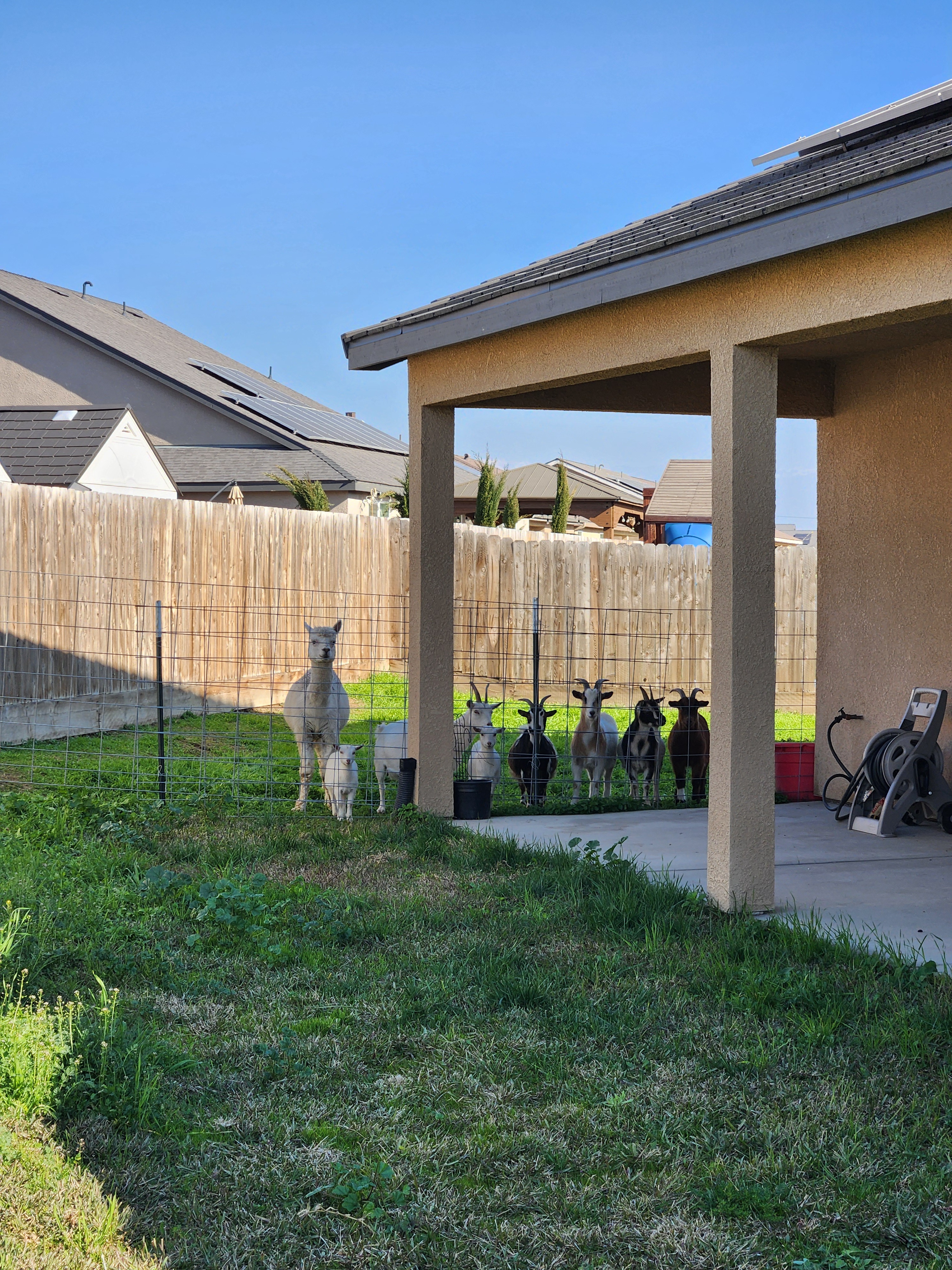 I Hired Goats and an Alpaca to Clear My Weeds - Enjoy the Break, Friends!