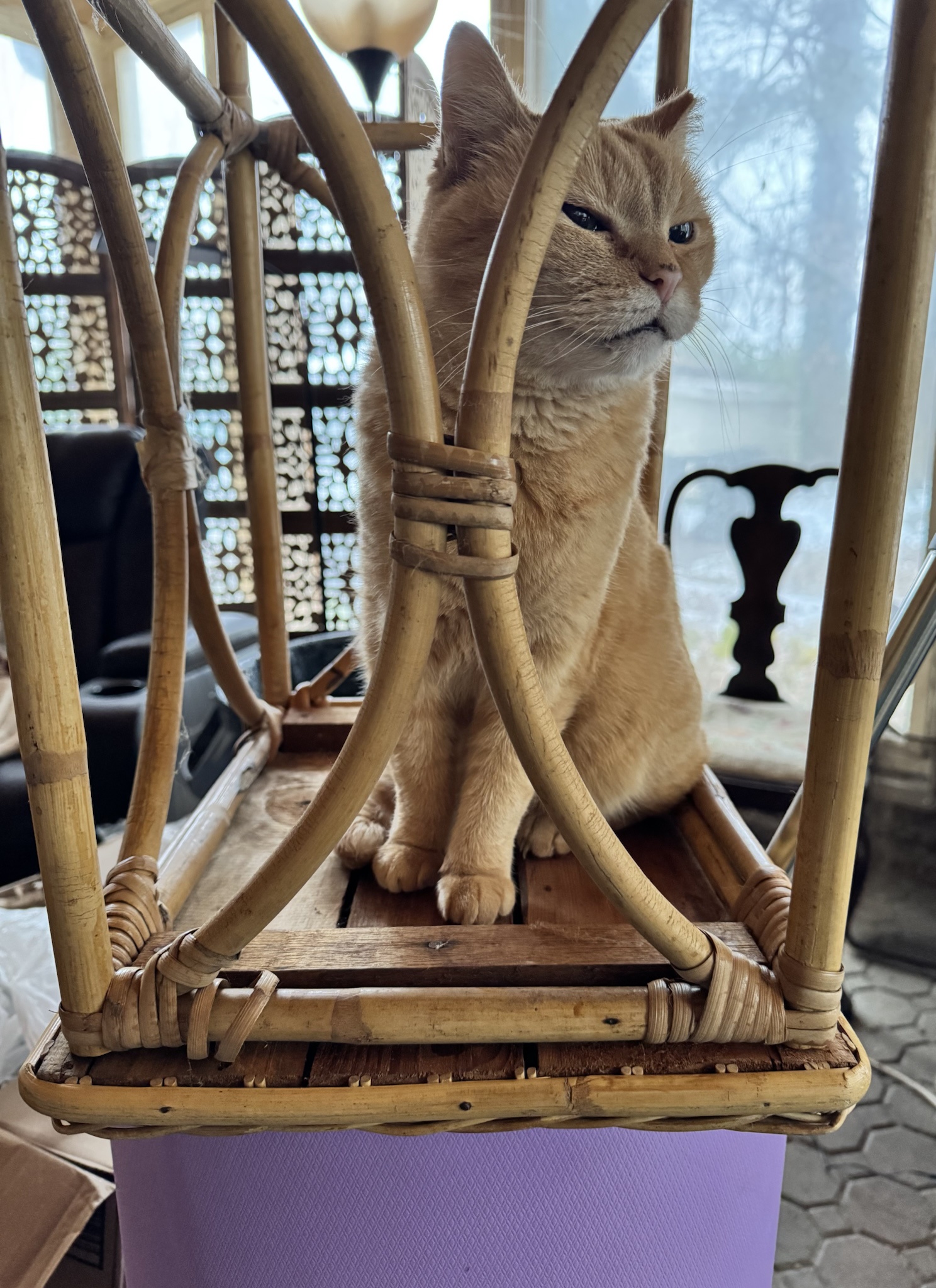 The Unbreakable Love Cats Have for Boxes