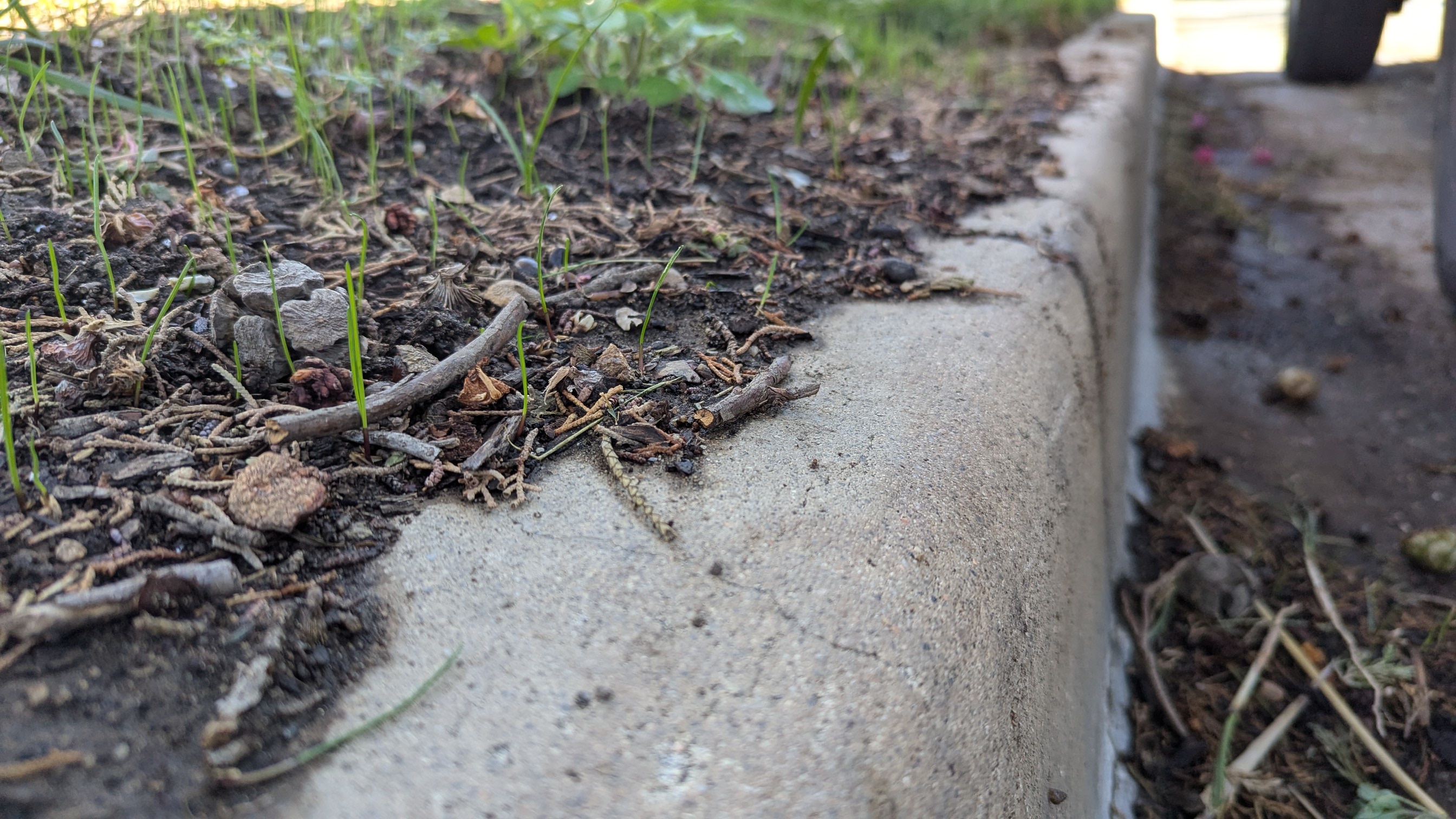 Maintaining Curb Appeal: The Importance of Curb Grass