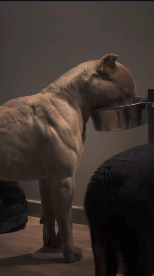 A compilation of muscular pitbulls that will leave you amazed!