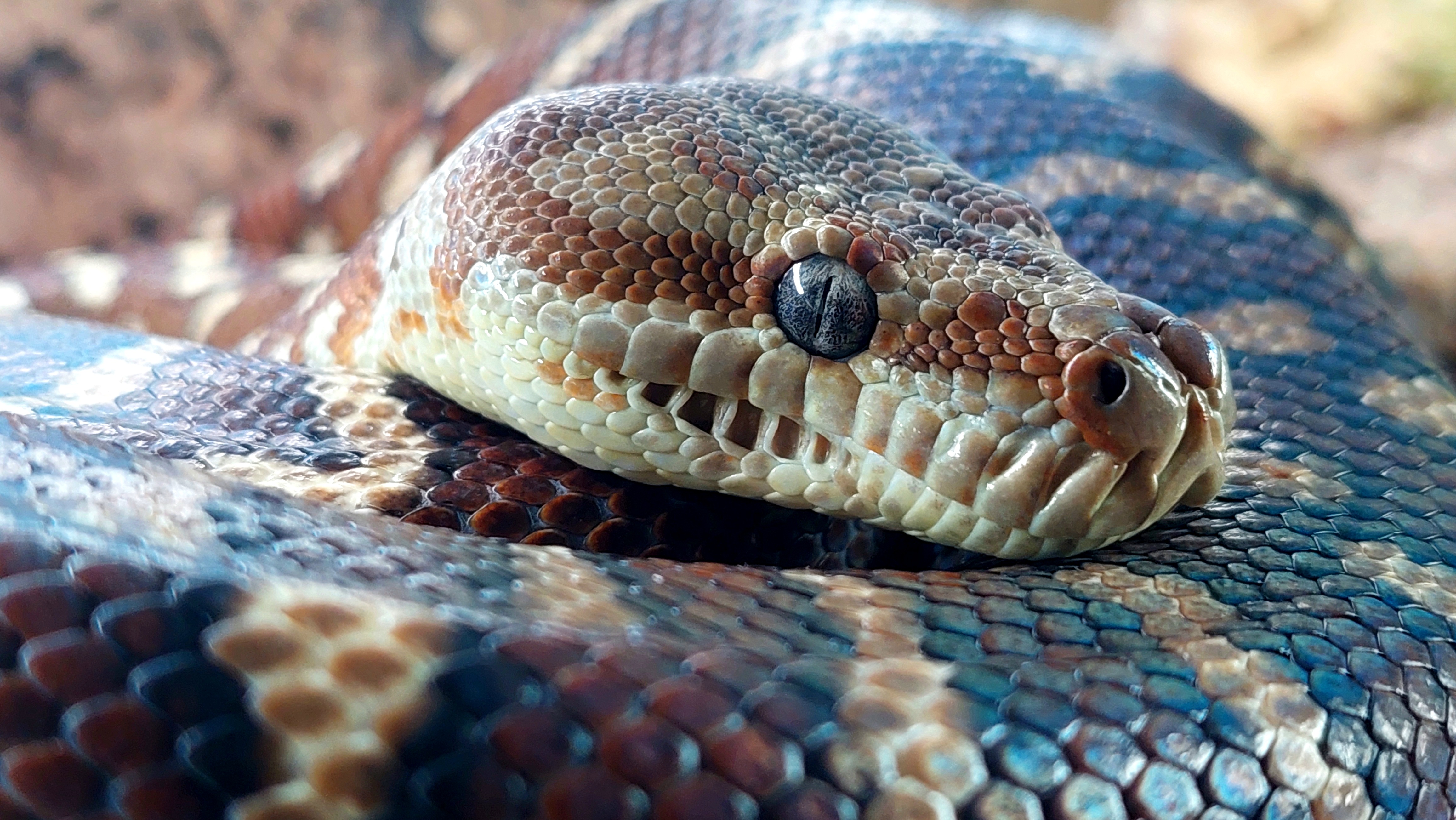 Meet Bredl's Python: A Fascinating Creature