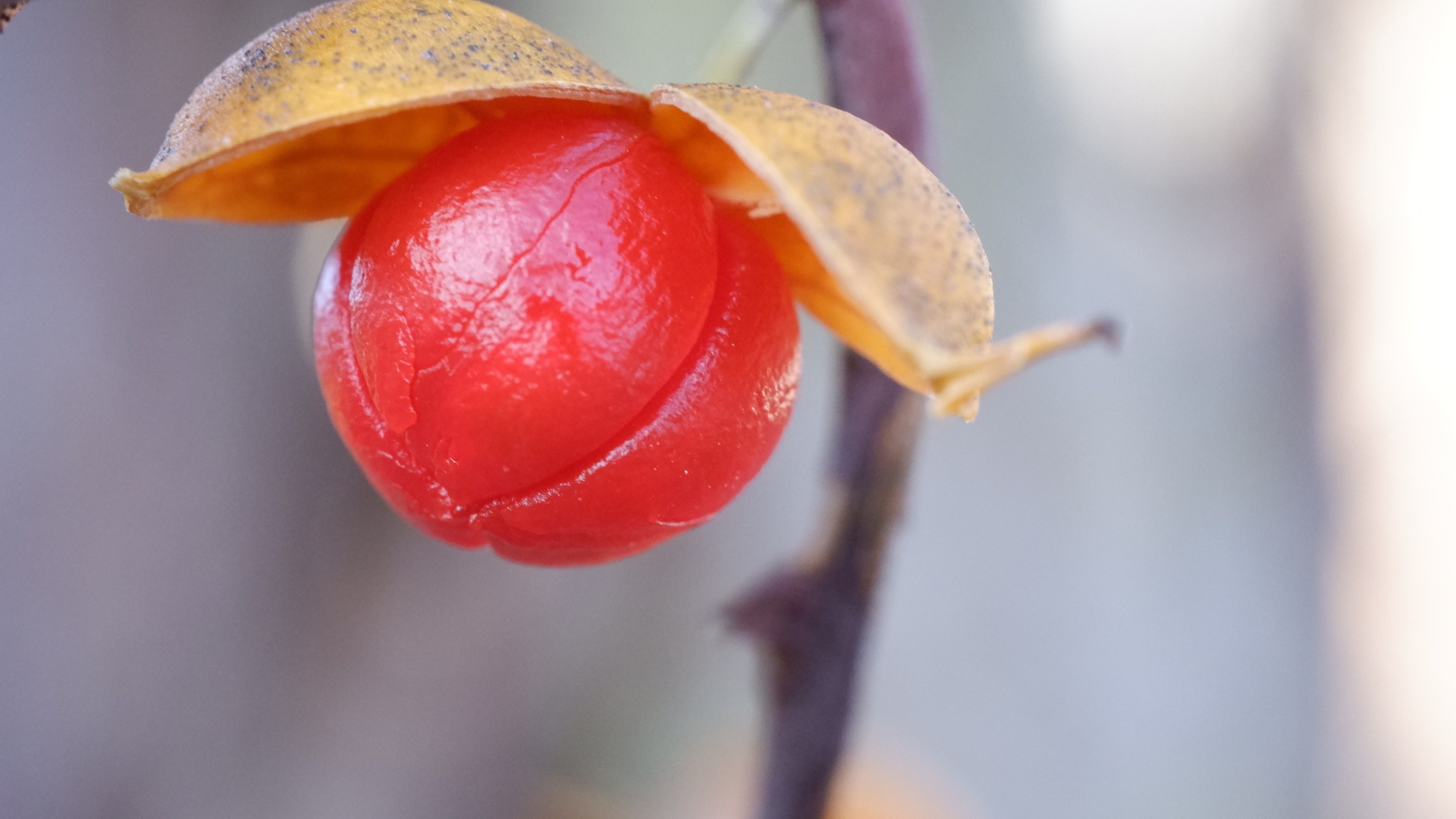 A Few More Macros and Close-Ups with Decent Zoom