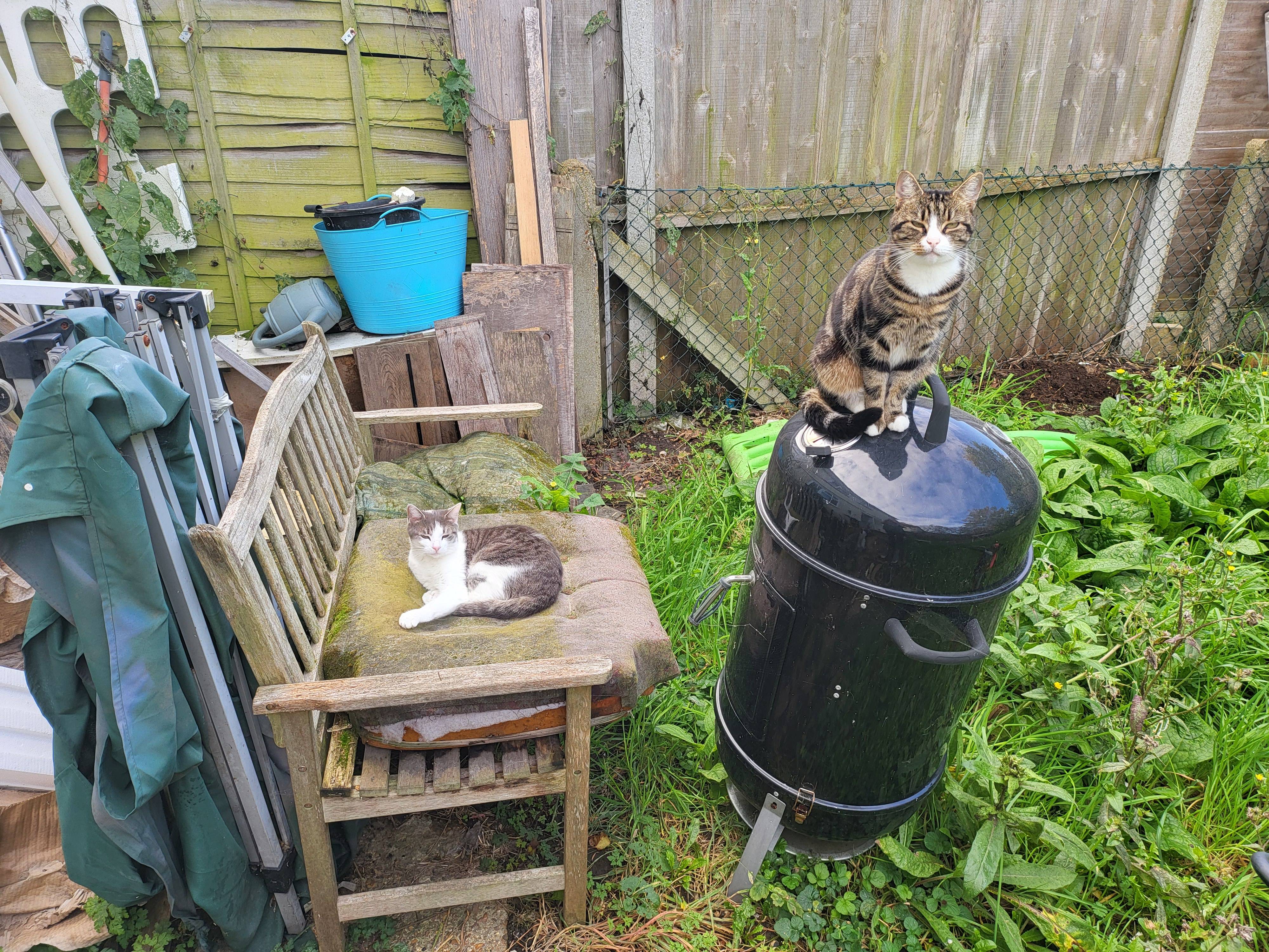 Latest Updates on Our Autumn Cat Adventures