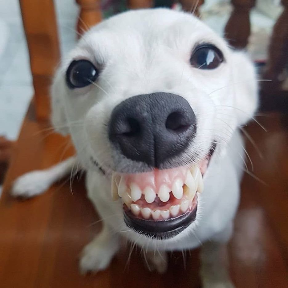 Just a Dog Being Adorable
