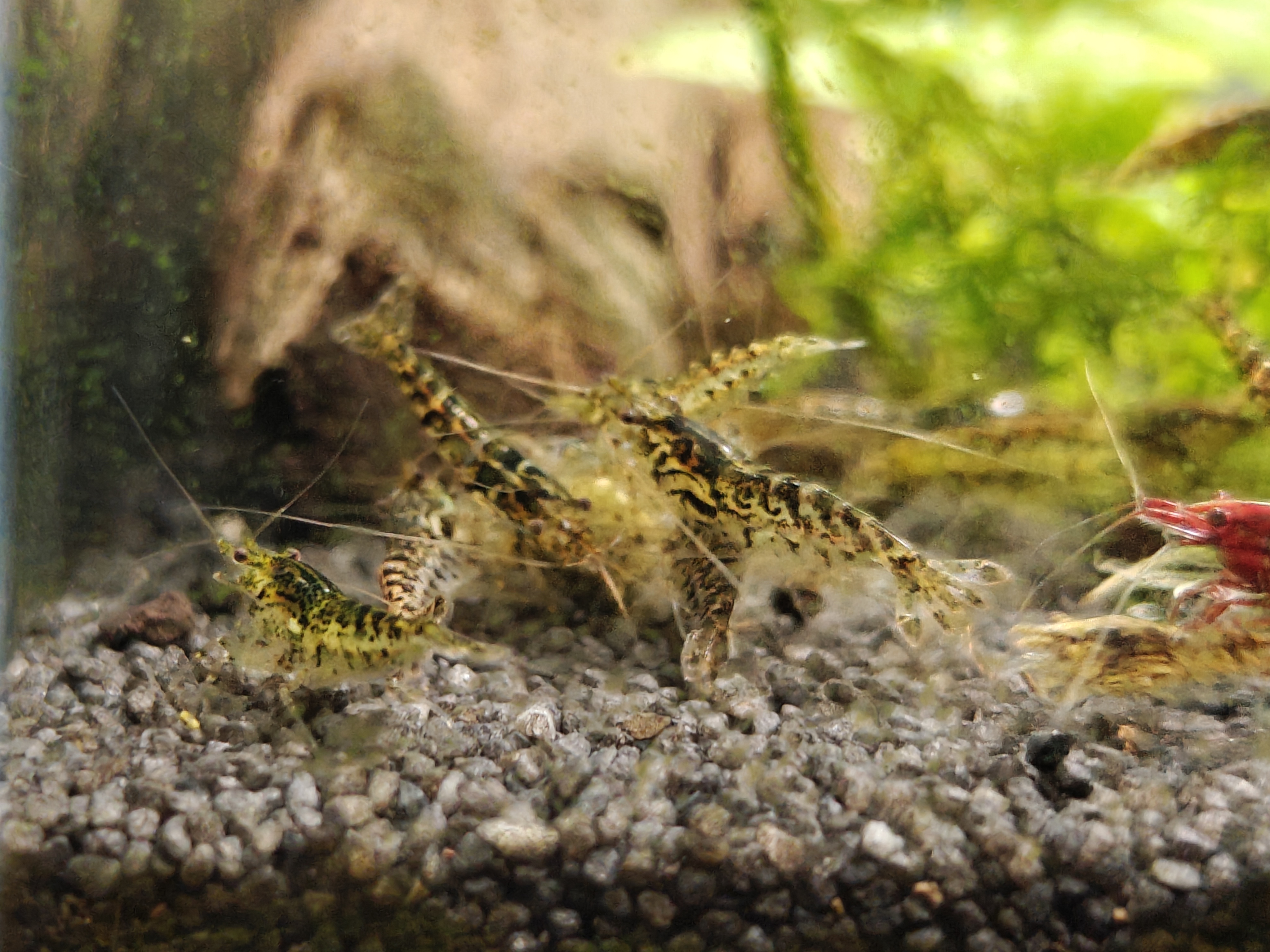 The Joy of Breeding Neo Shrimp