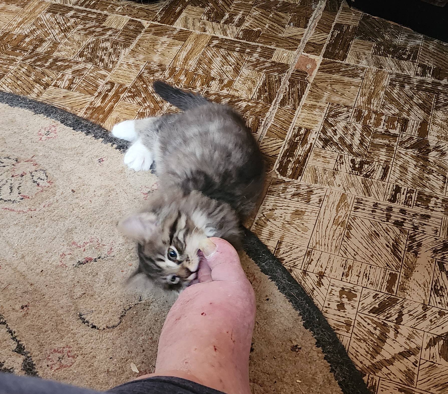 A Daily Dose of Adorable Kittens