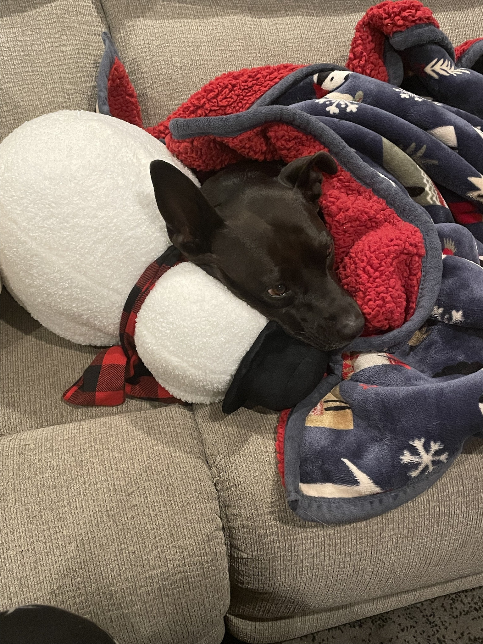 Meet Snuggly Peggy: The Cuddliest Companion