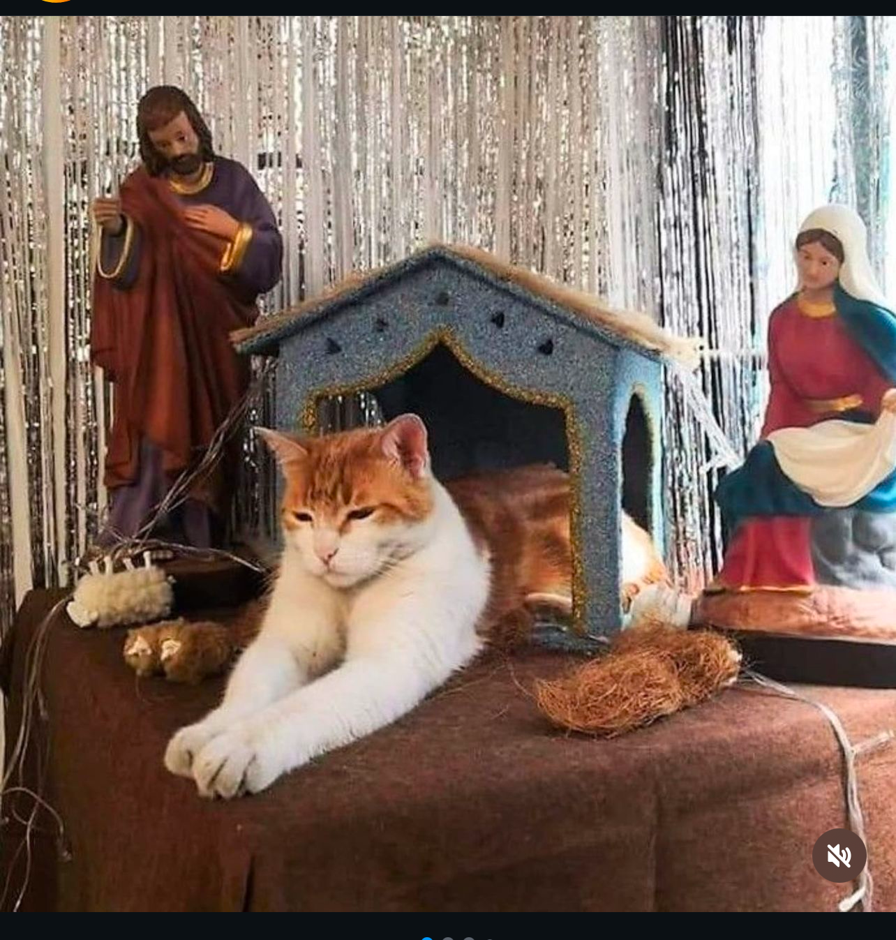 Celebrating Happy Caterdays!