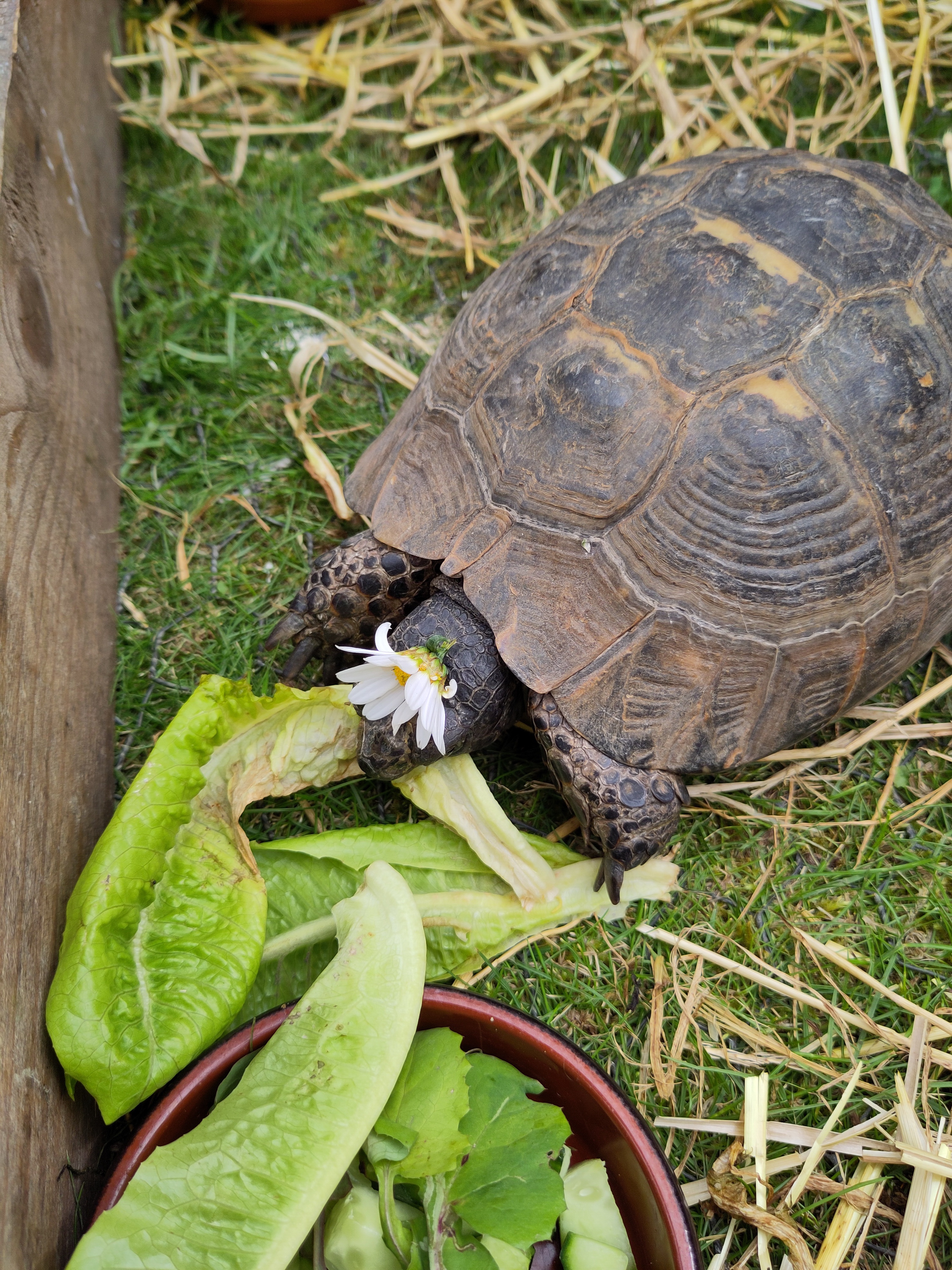 Tortoises and Cats Team Up for Grasshopper Hunting