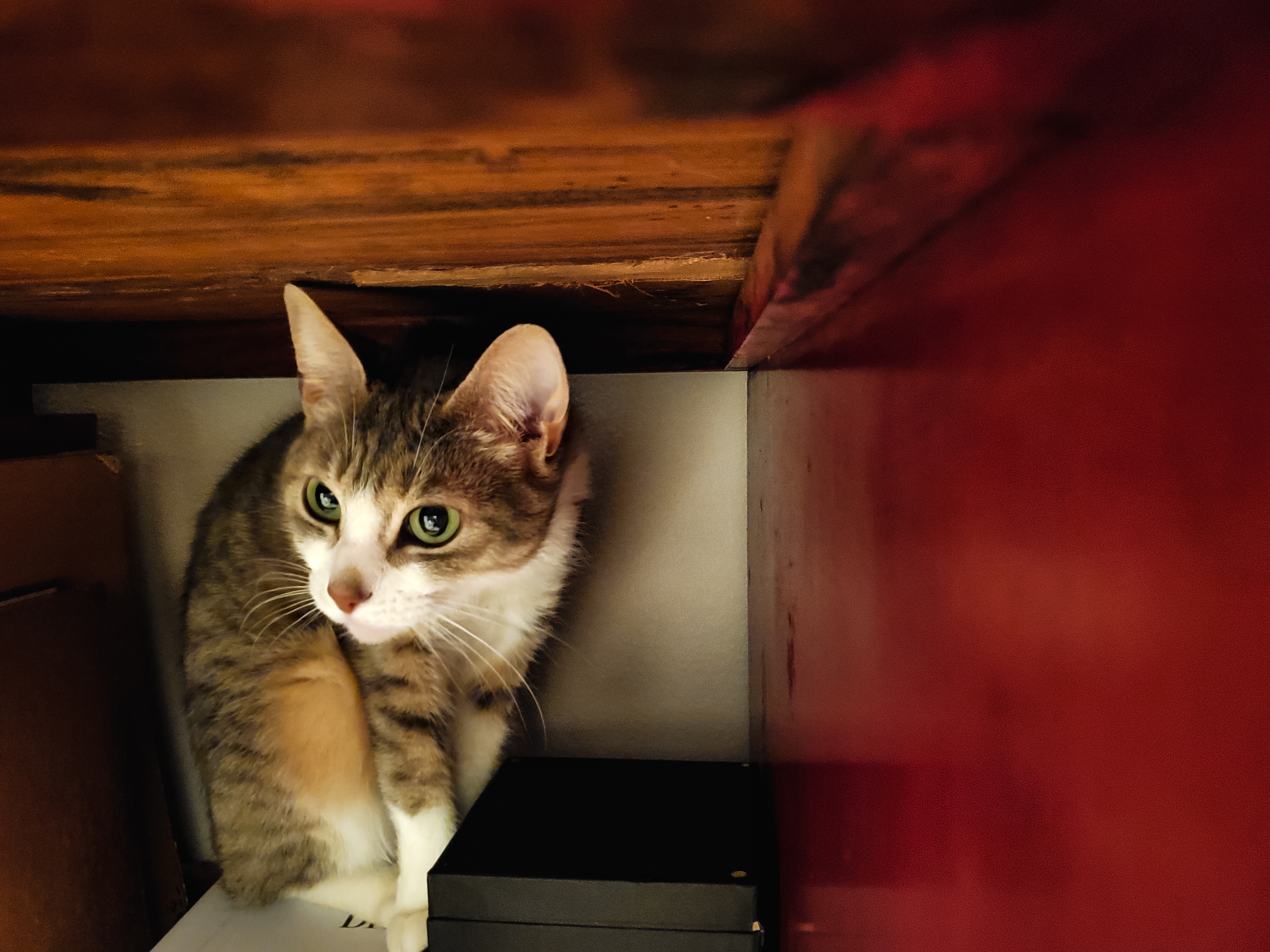 Nova's Cozy Spot Under My Art Desk